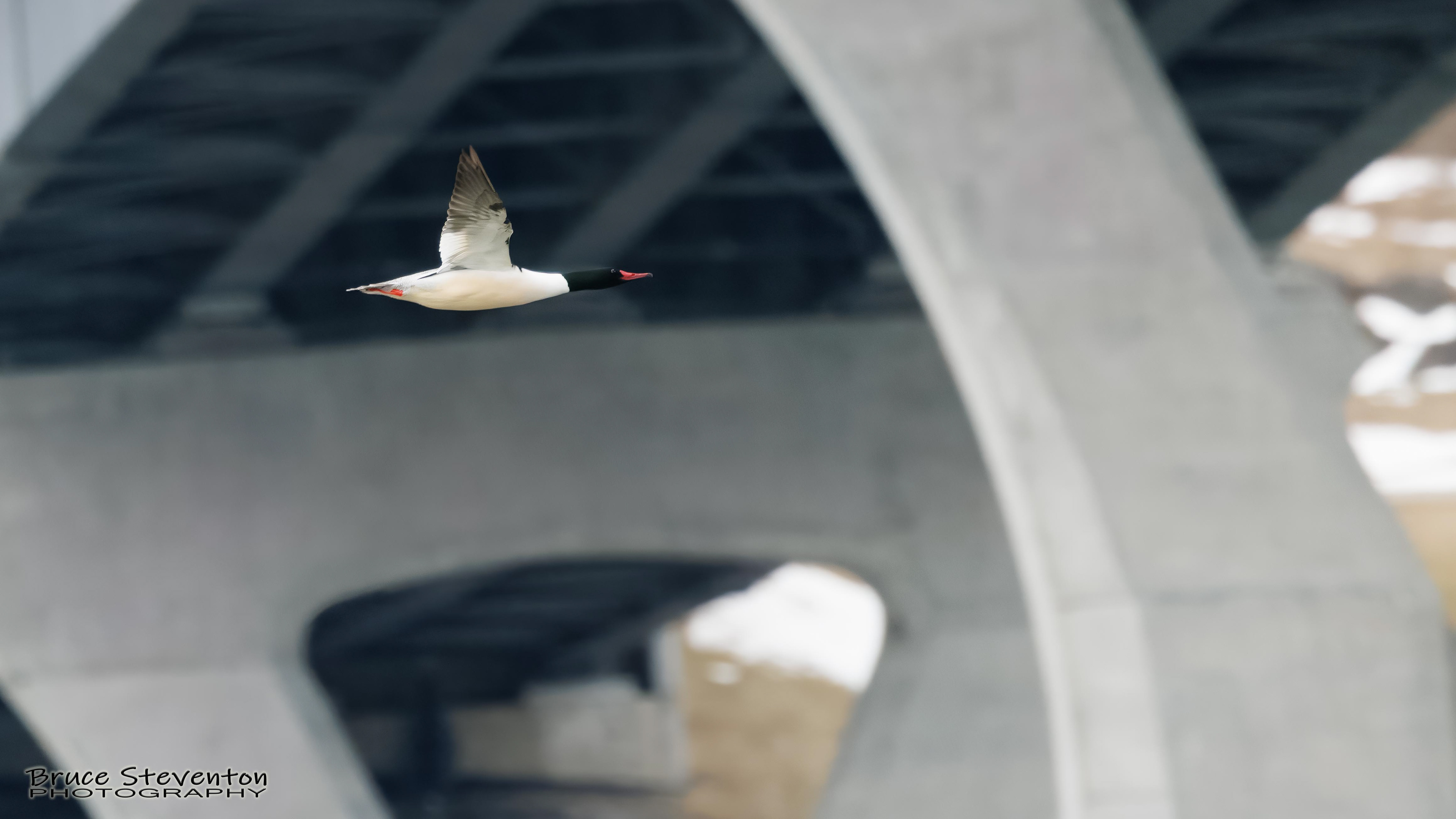 Common Merganser (M) - Addison, VT