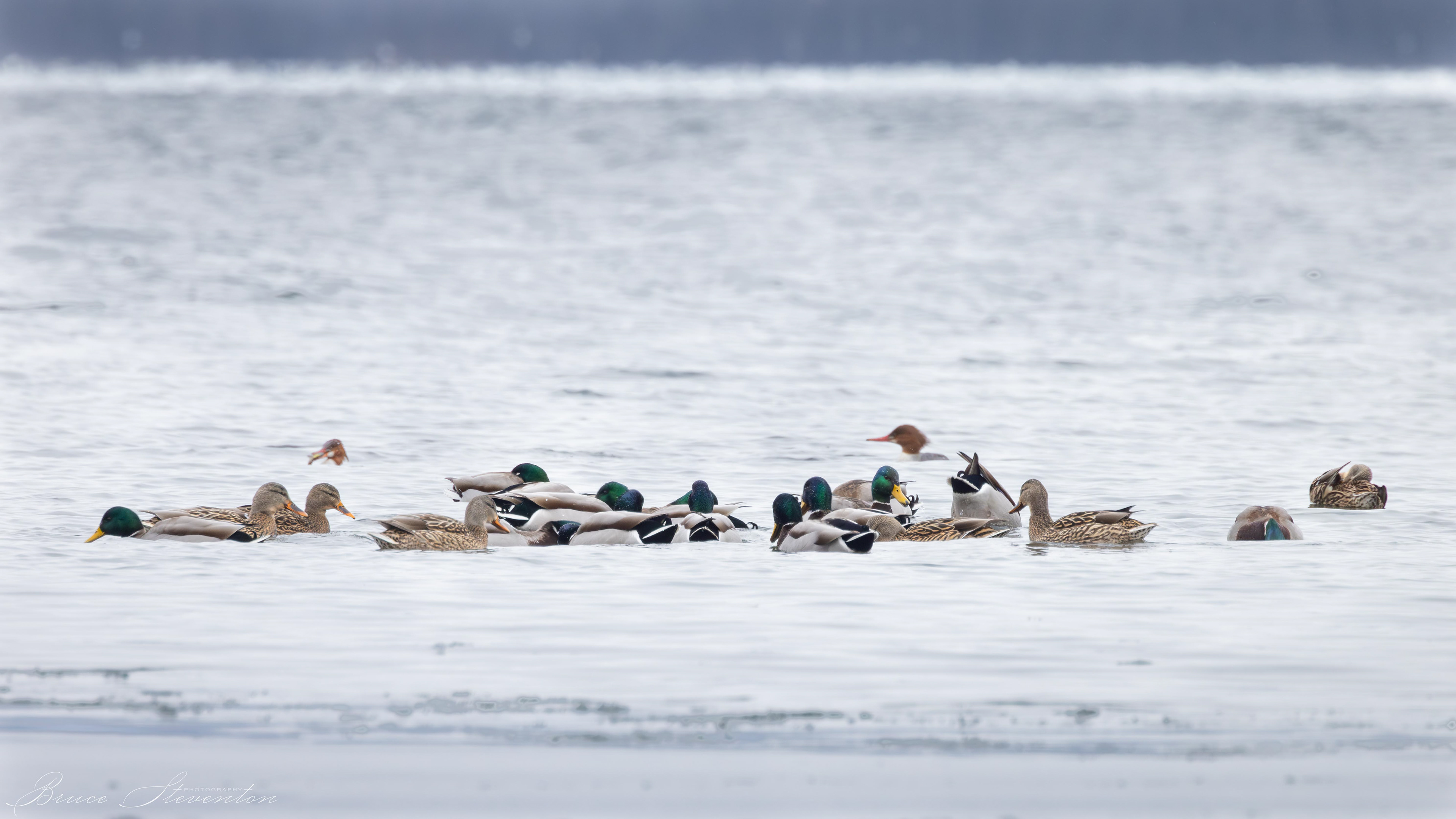 Mallards with Mergansers in the background