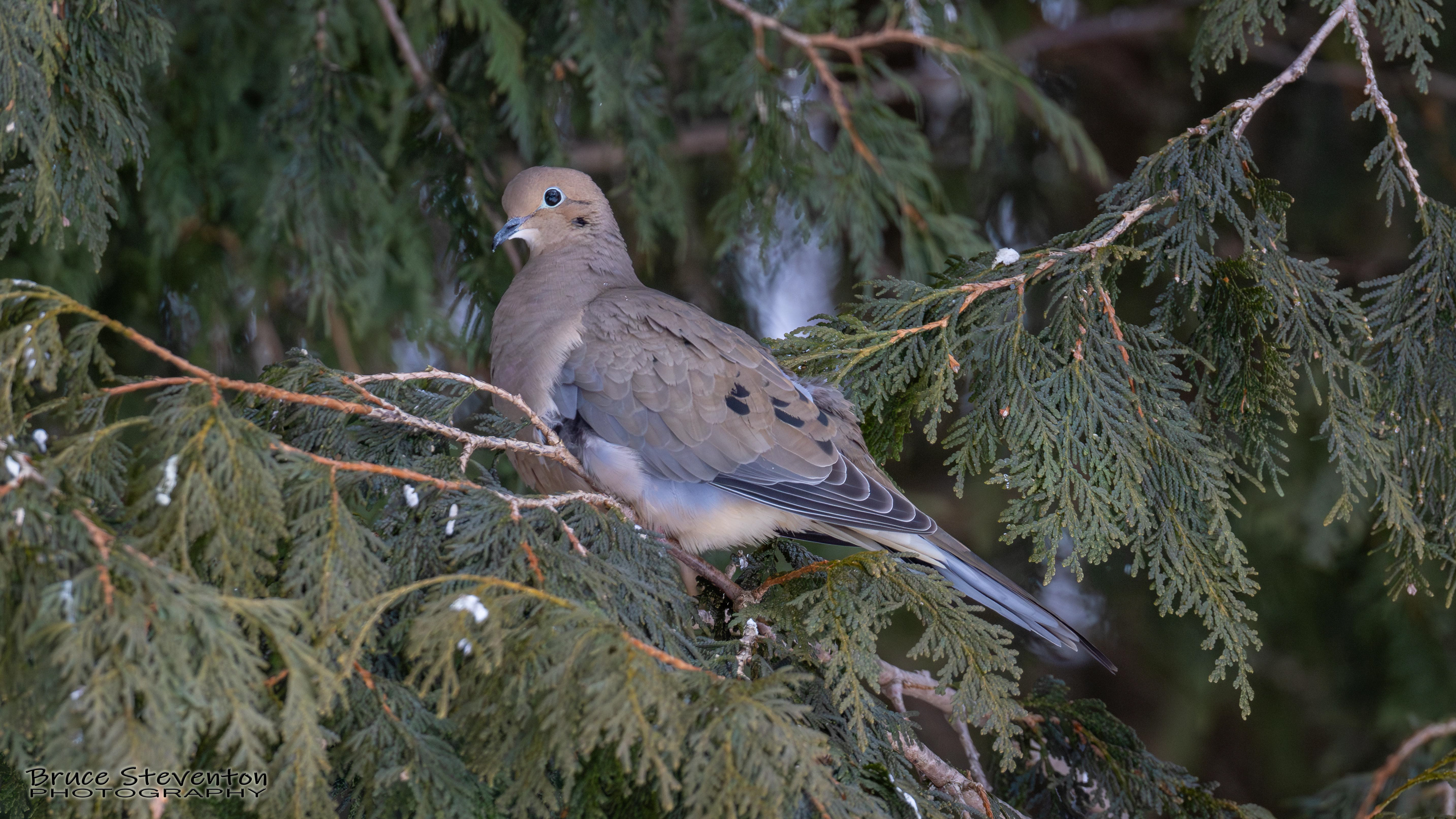 Mourning Dove