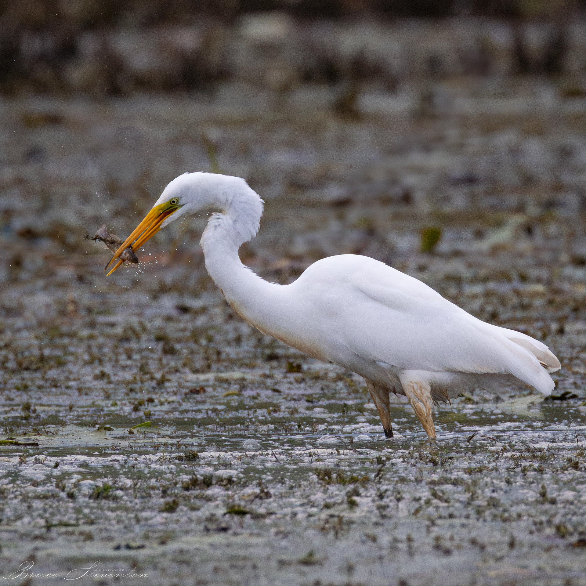 Great Egret