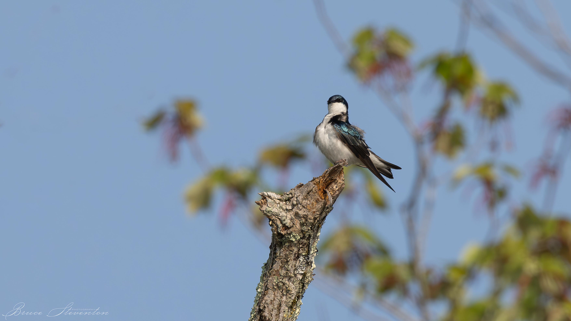Tree Swallow