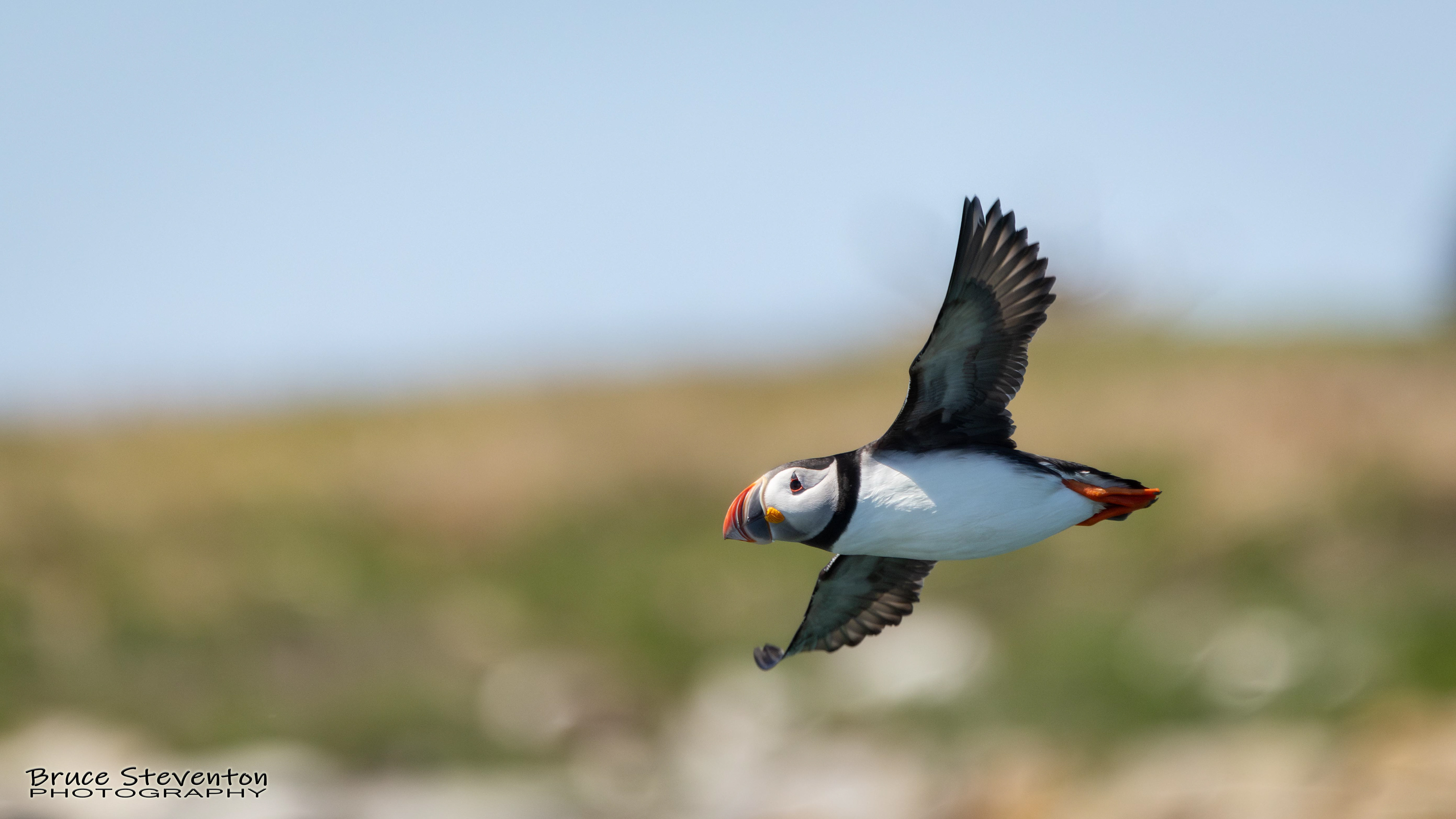 Atlantic Puffin