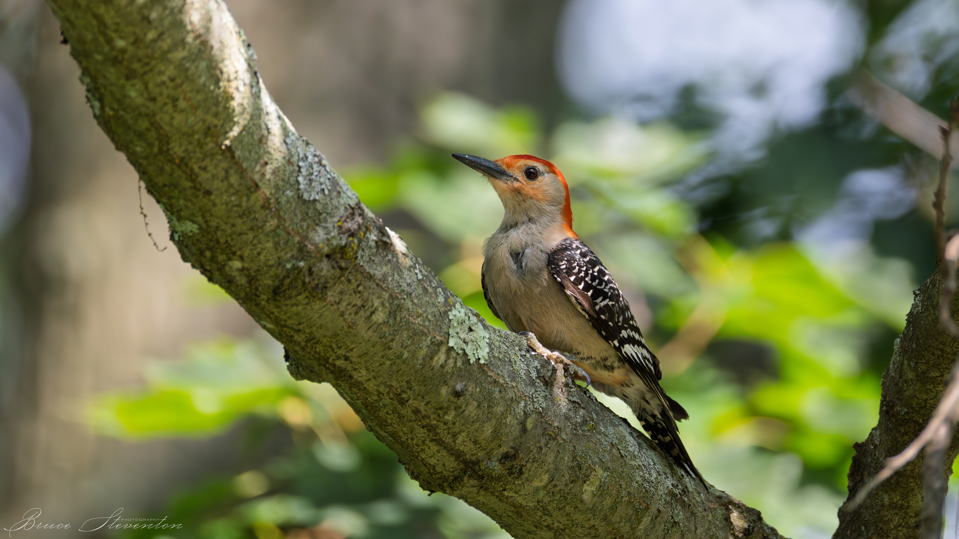 Red-bellied Woodpecker