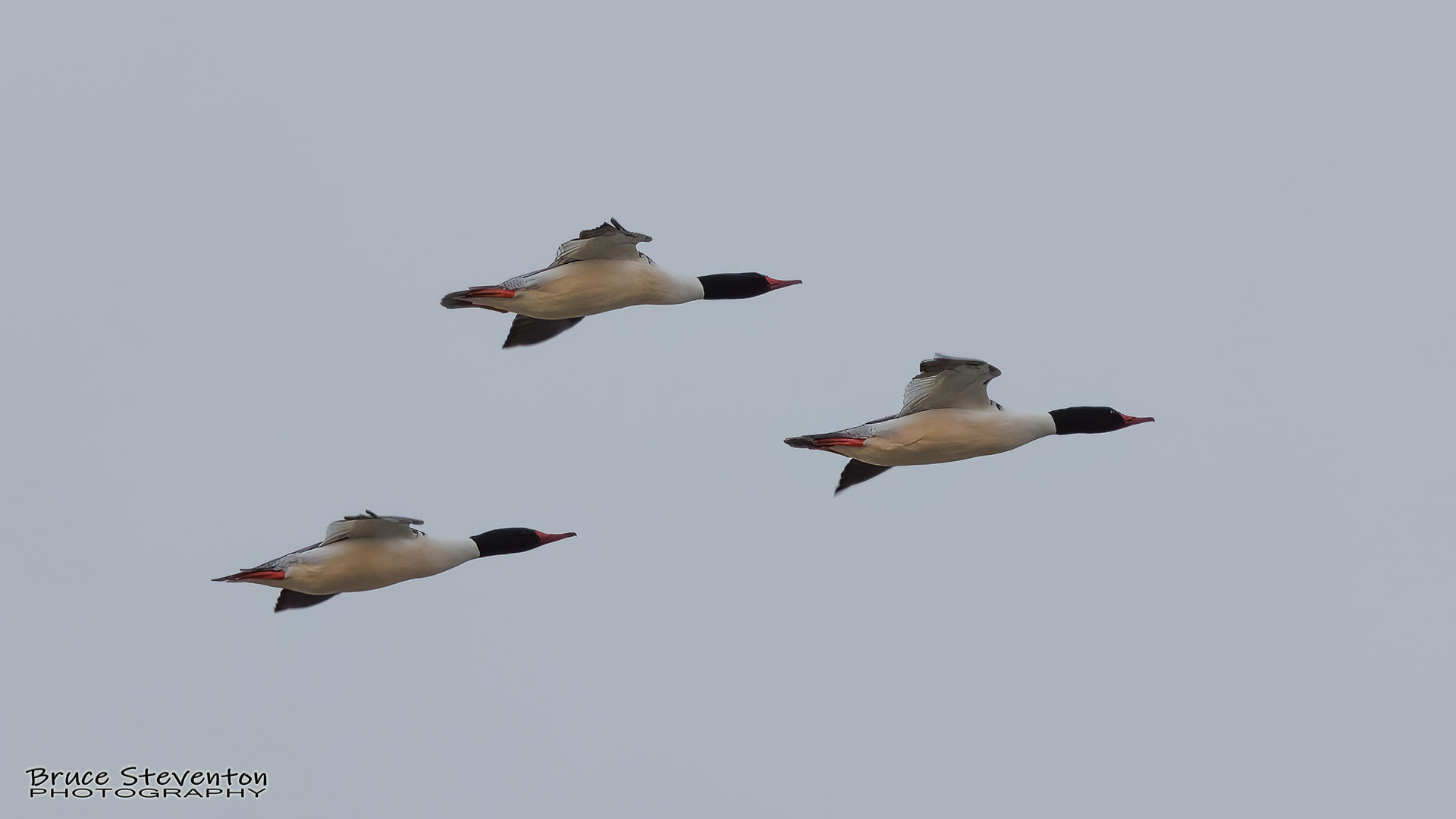 Merganser (M) - Addison