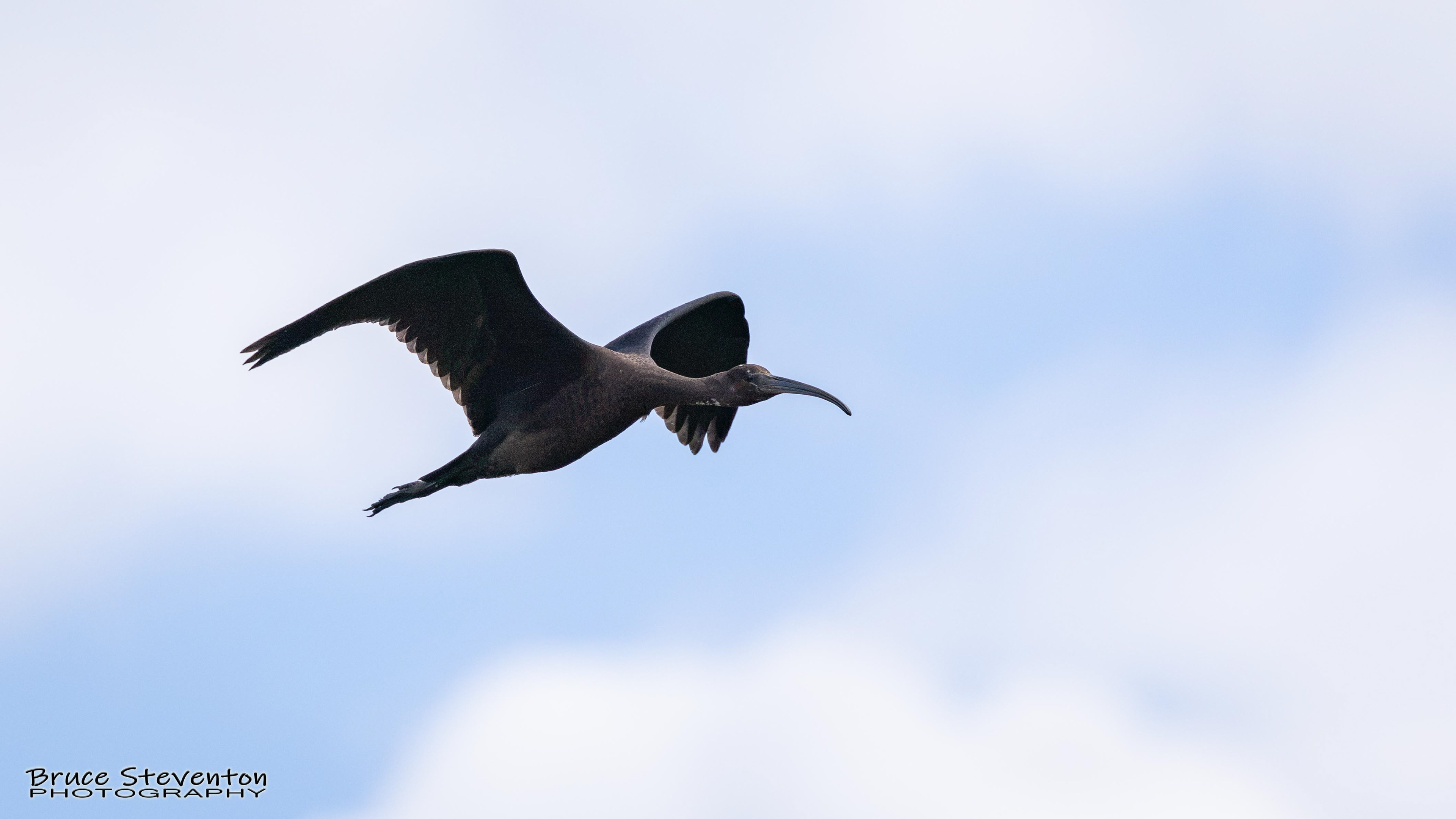 Glossy Ibis