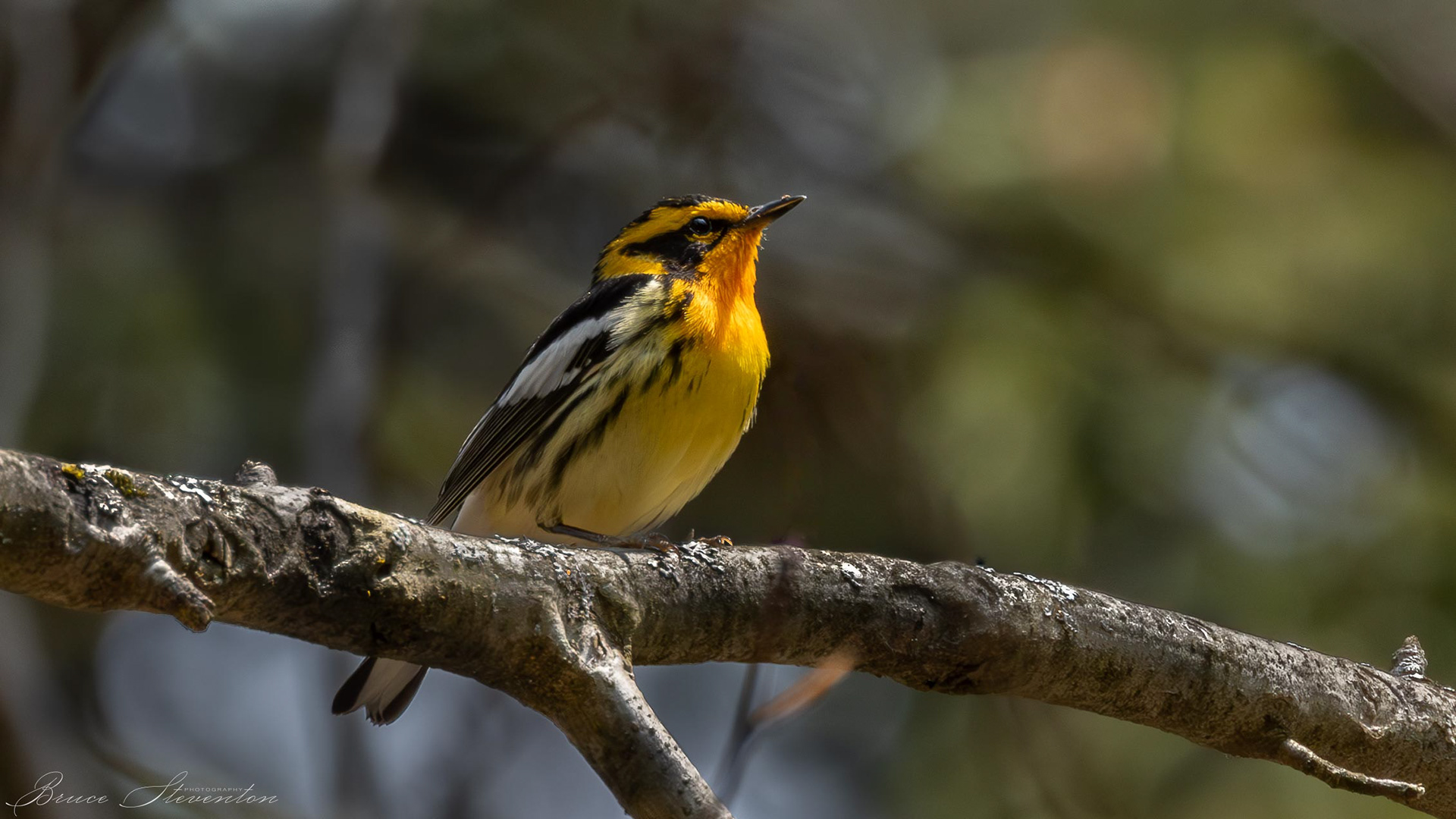 Blackburnian Warbler - Male