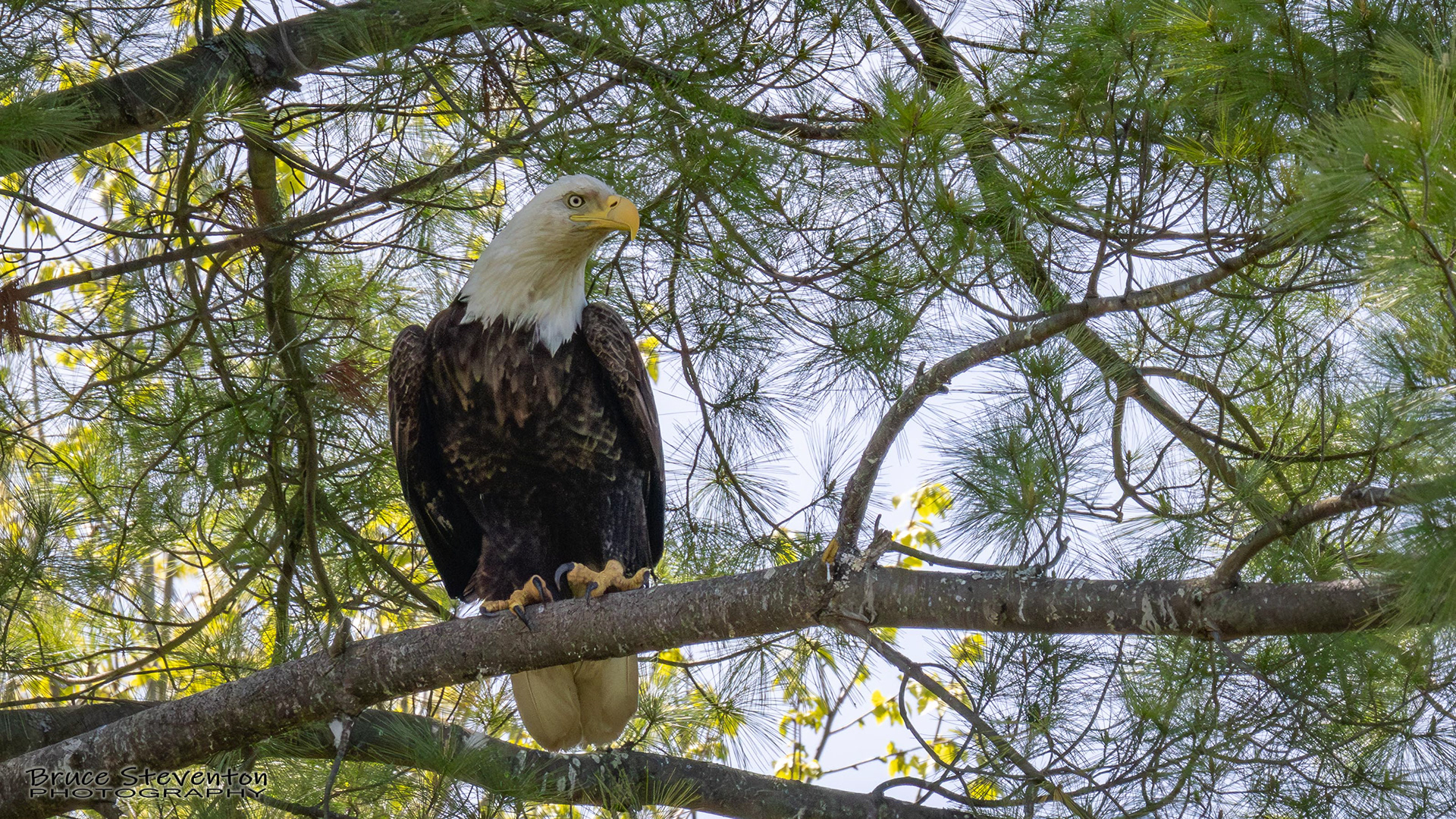 Bald Eagle