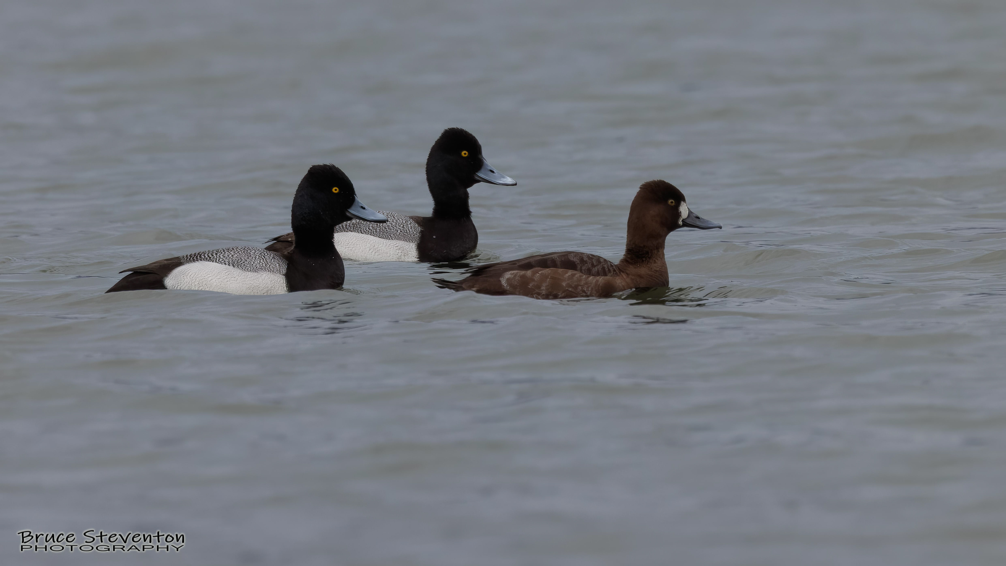 Greater Scaup - Addison, VT