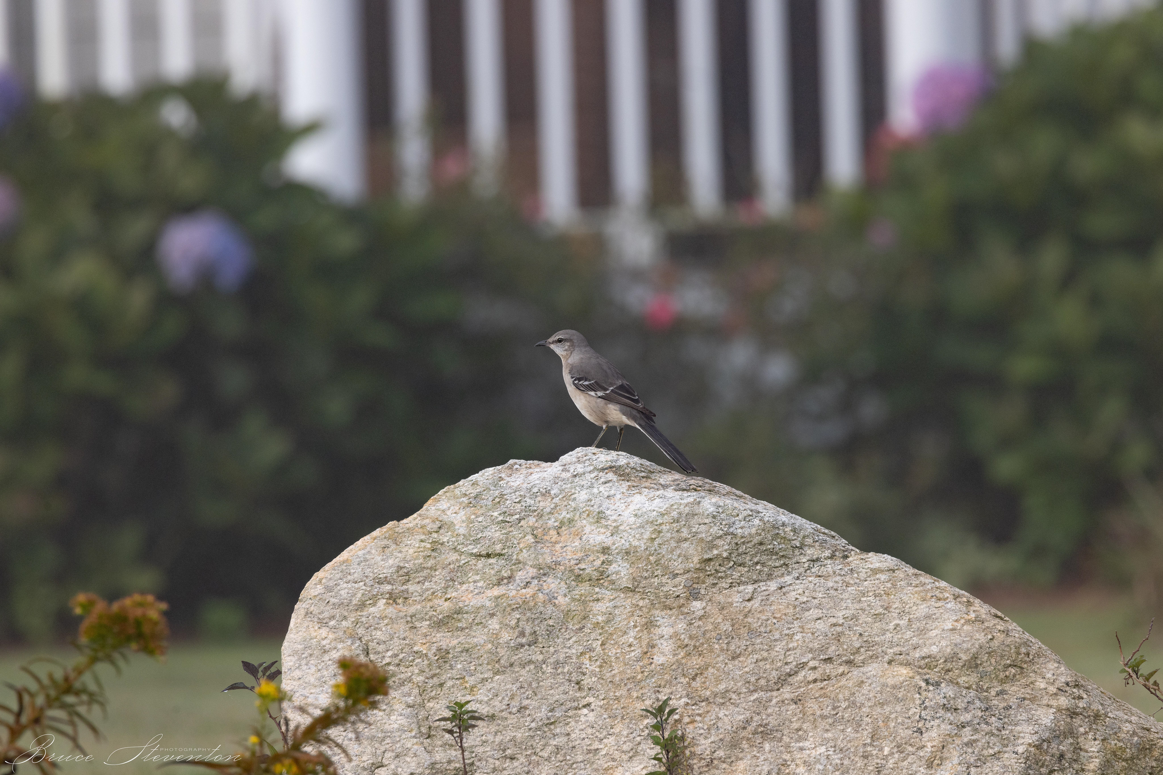 Mockingbird