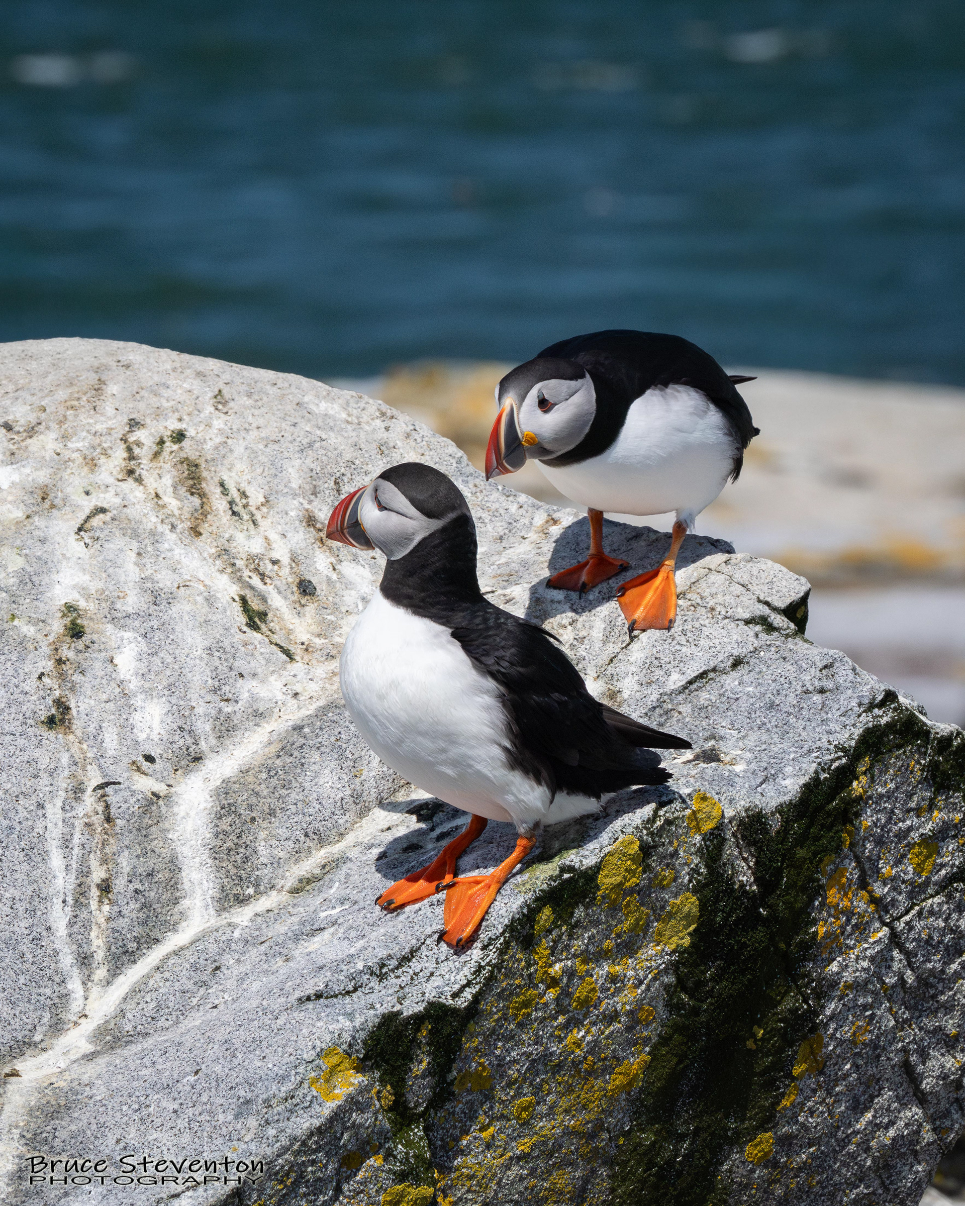 Atlantic Puffin