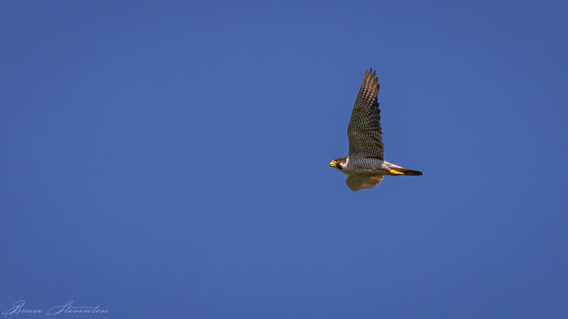 Peregrine - Rochester, VT