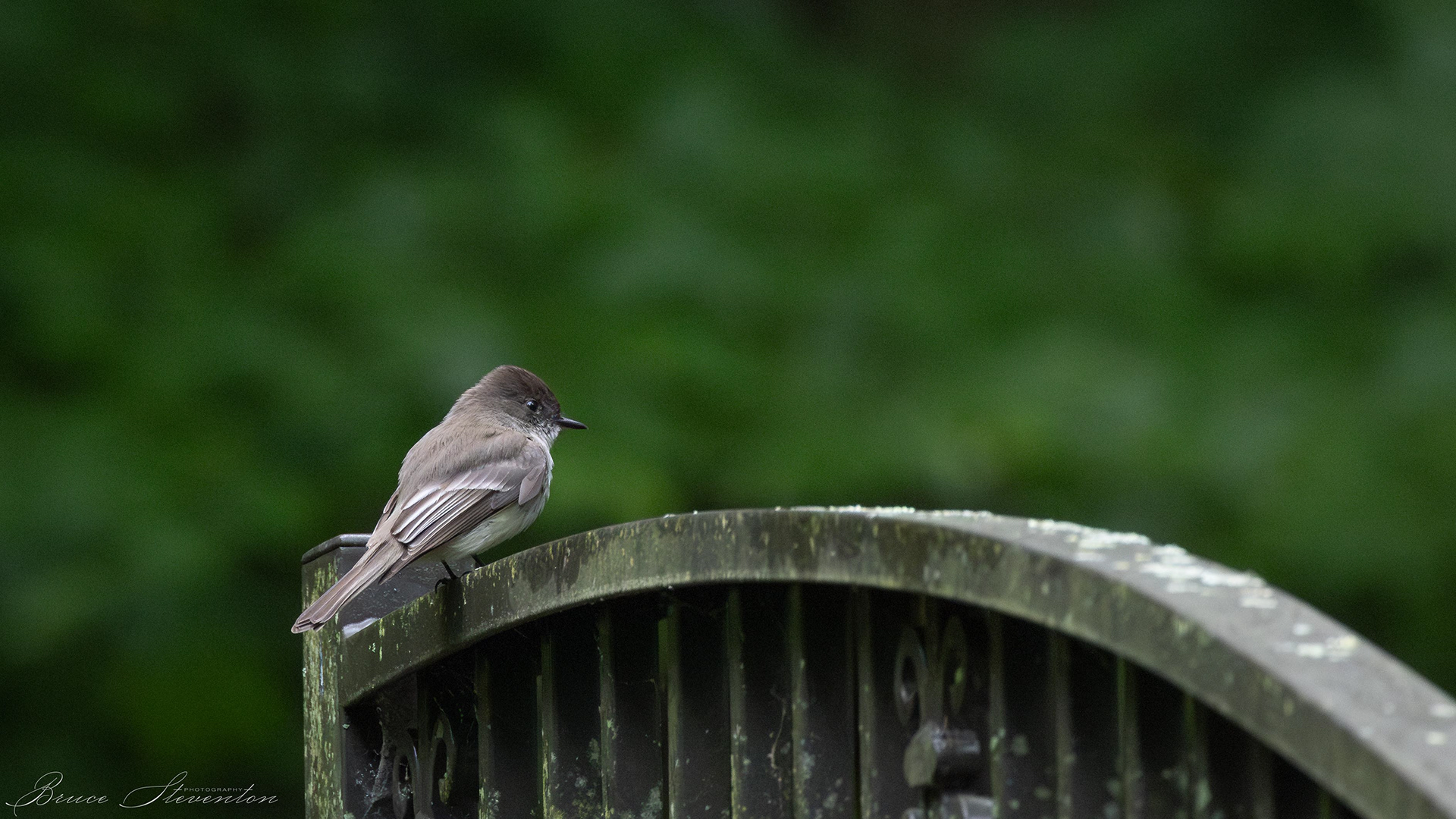 Eastern Phoebe - Bartlett Mt