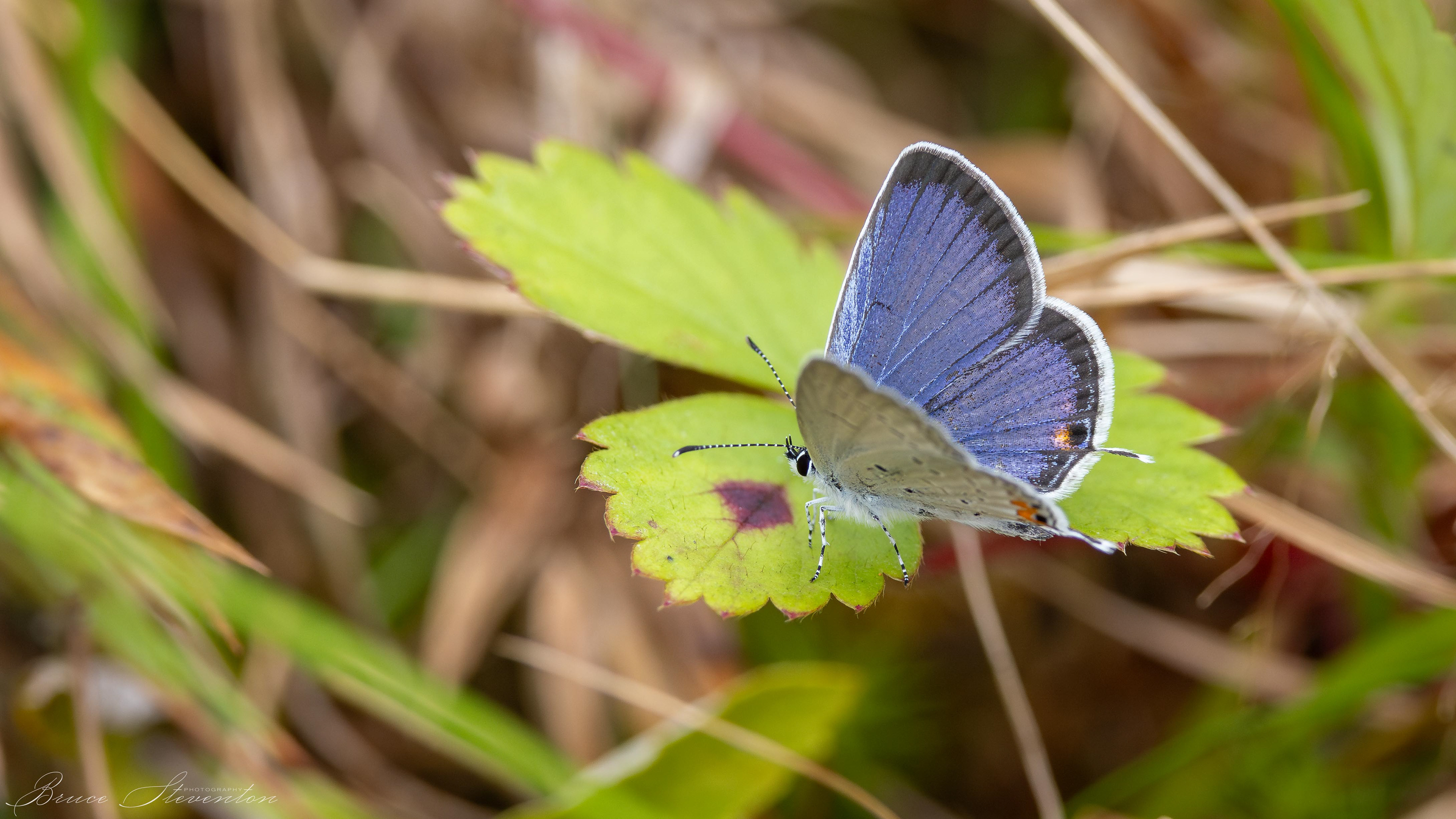 Acadian Hairstreak