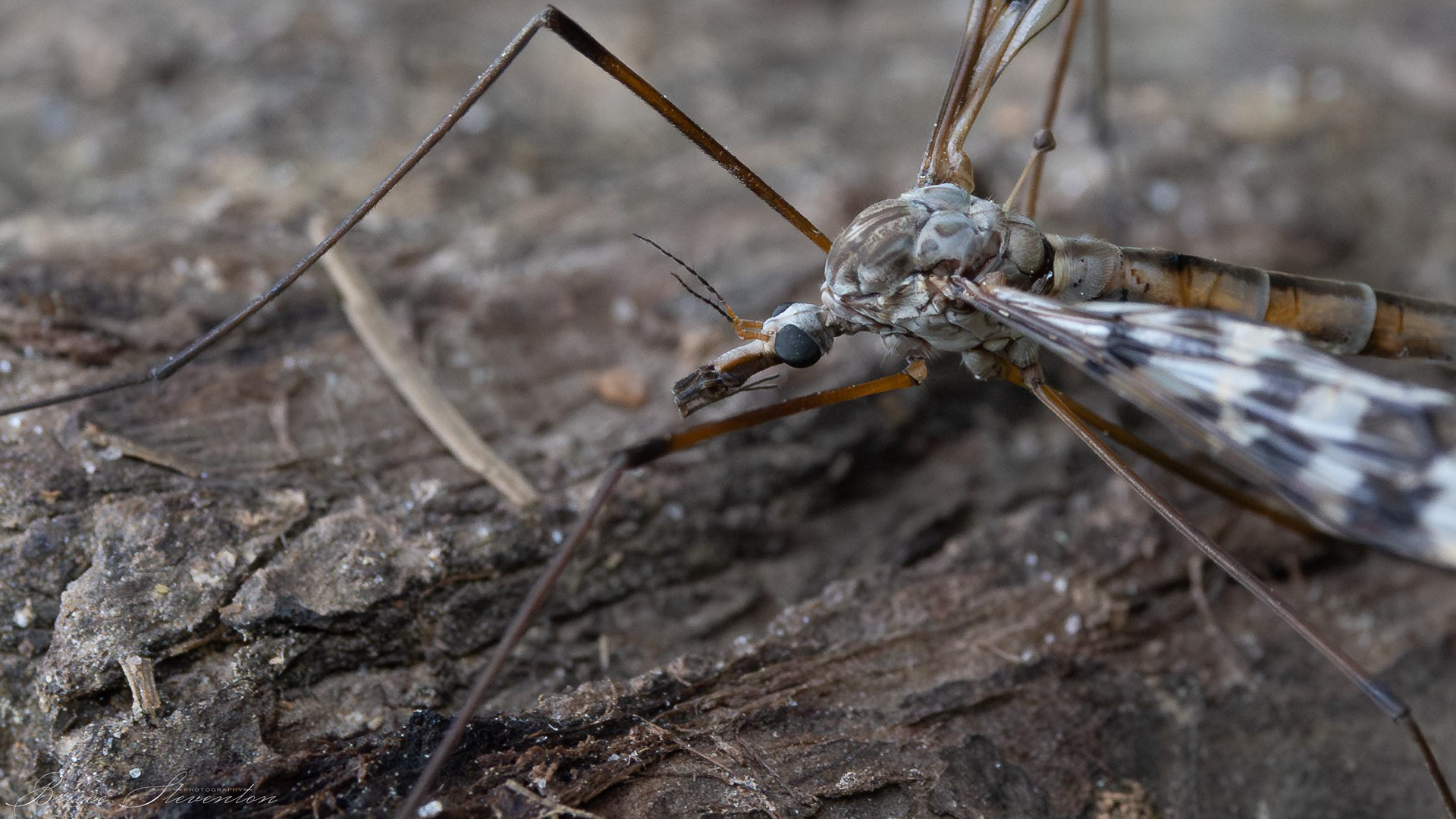 Crane Fly - Warren Wilson Trails
