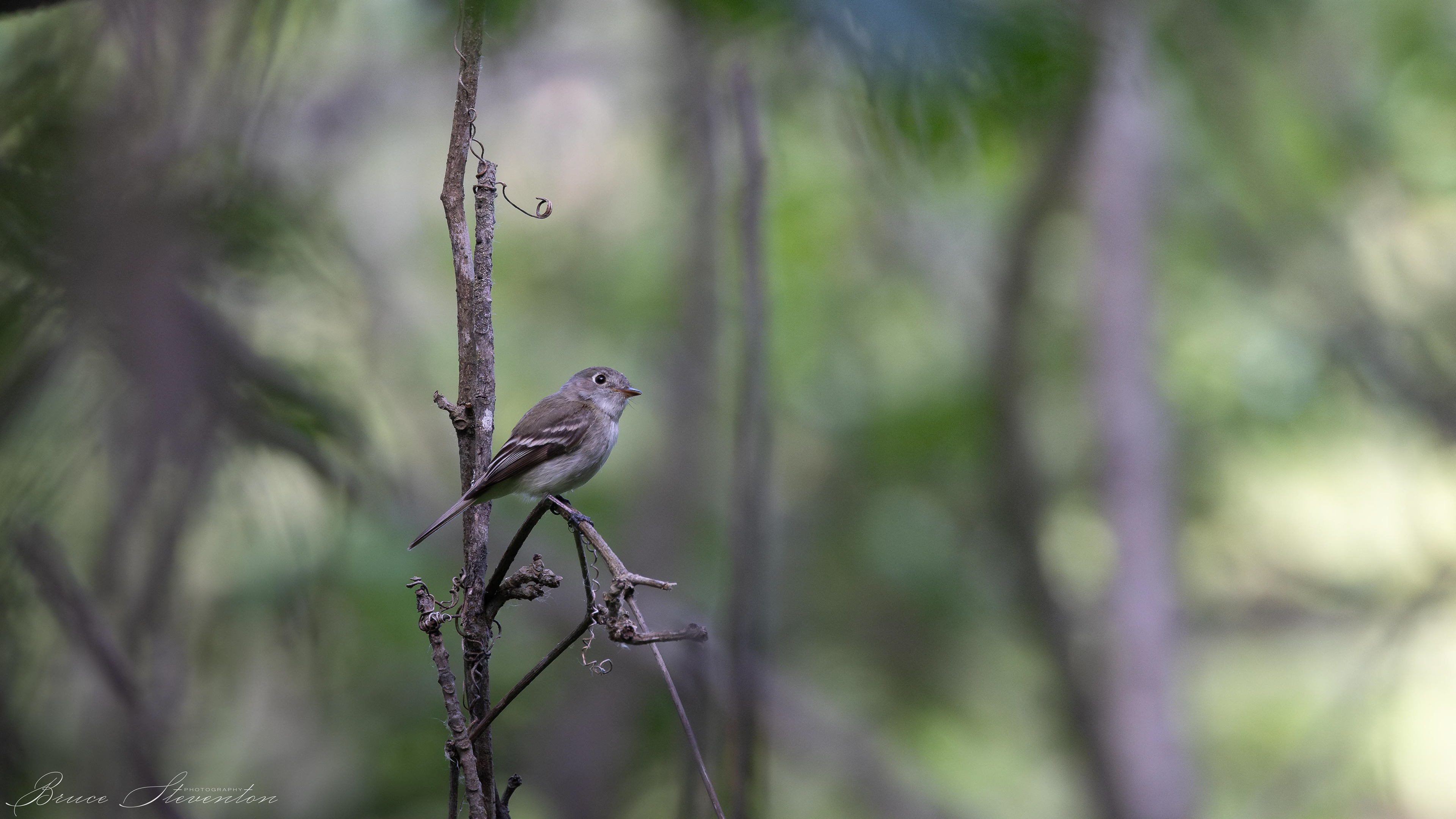 Least Flycatcher