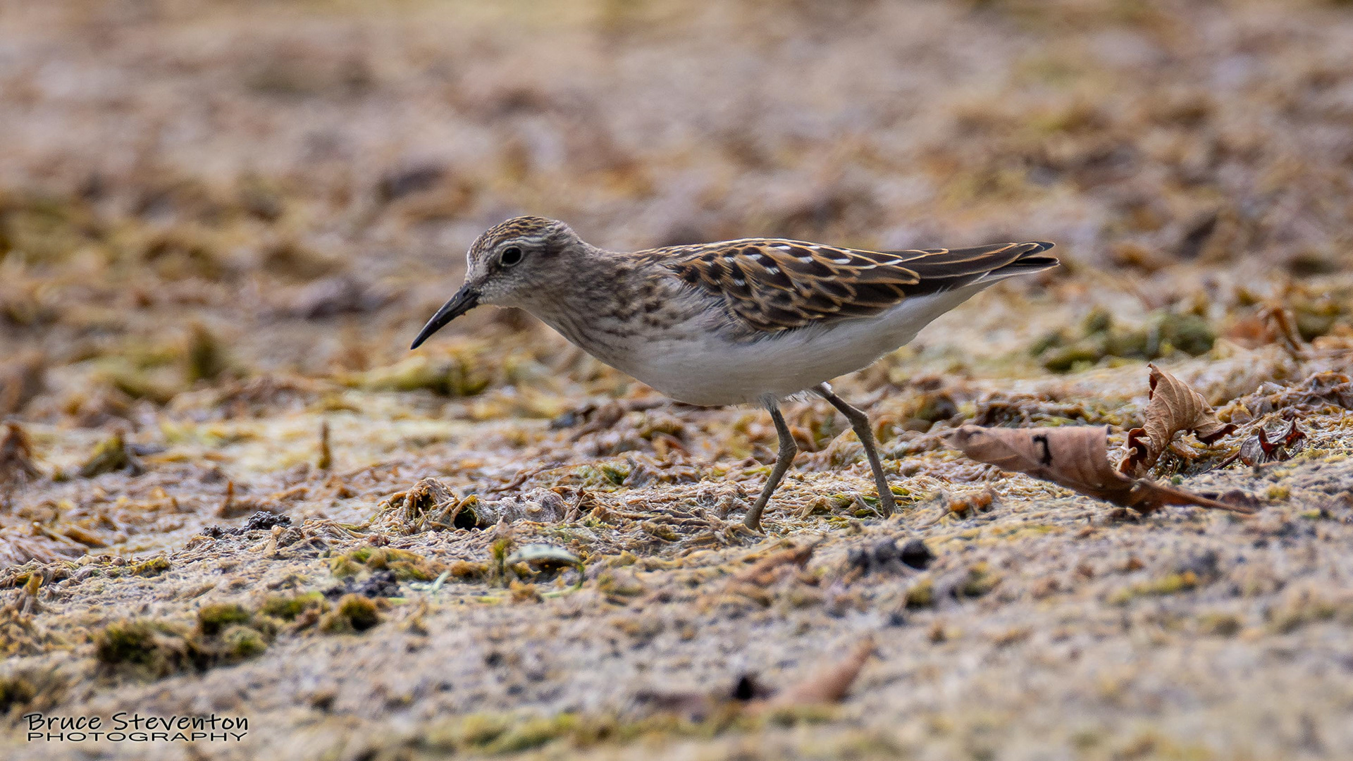 Least Sandpiper