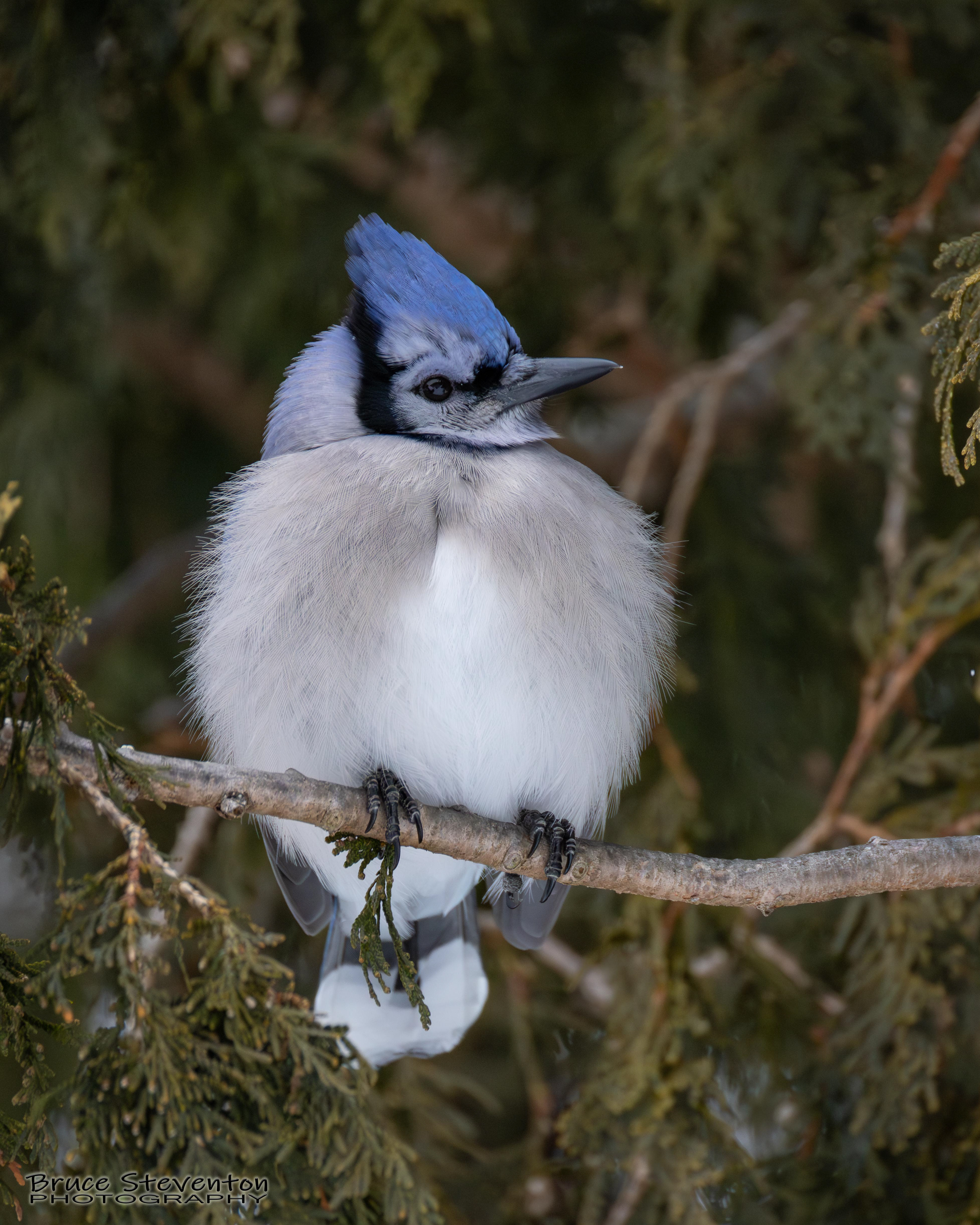 Blue Jay