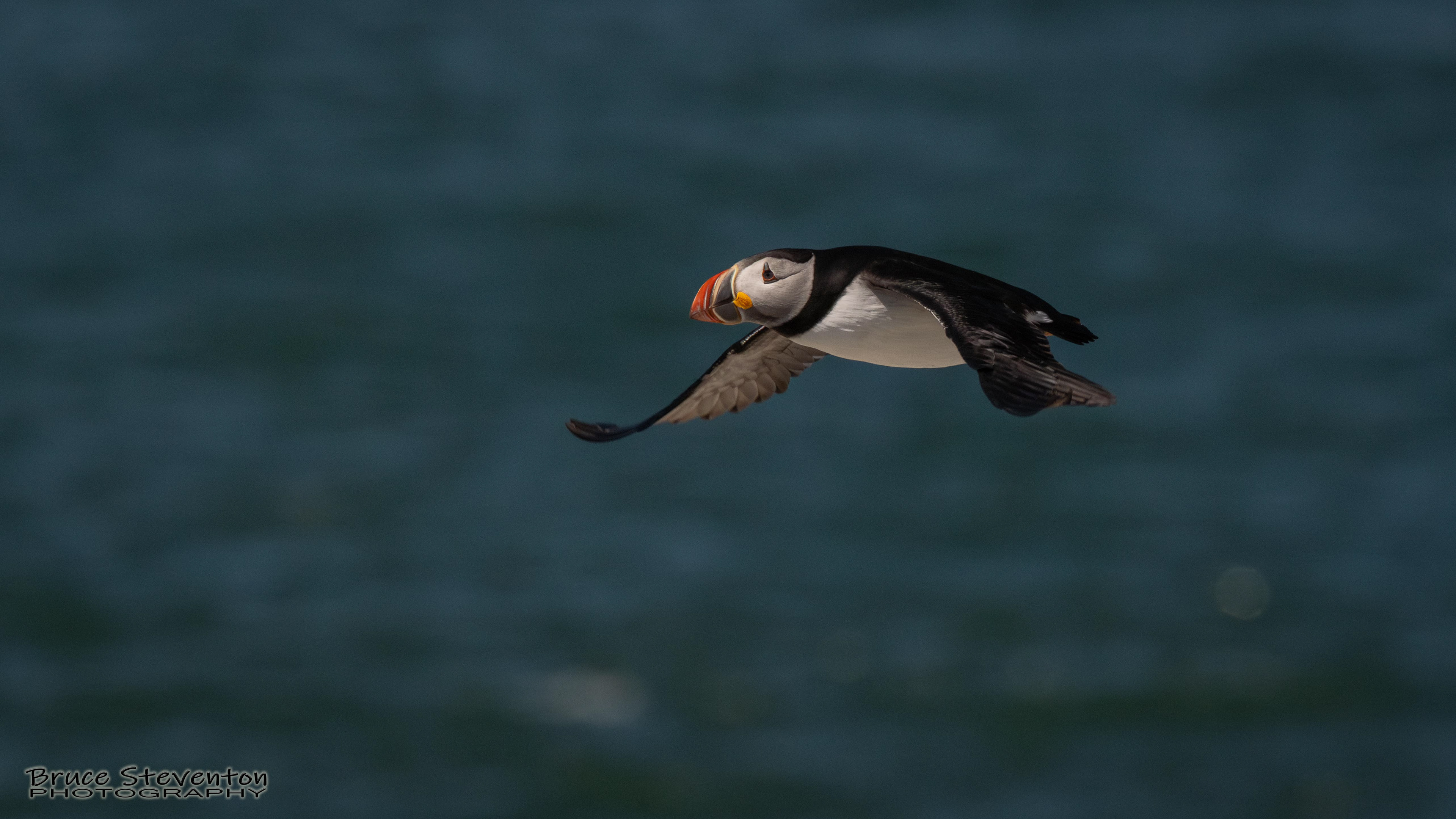 Atlantic Puffin