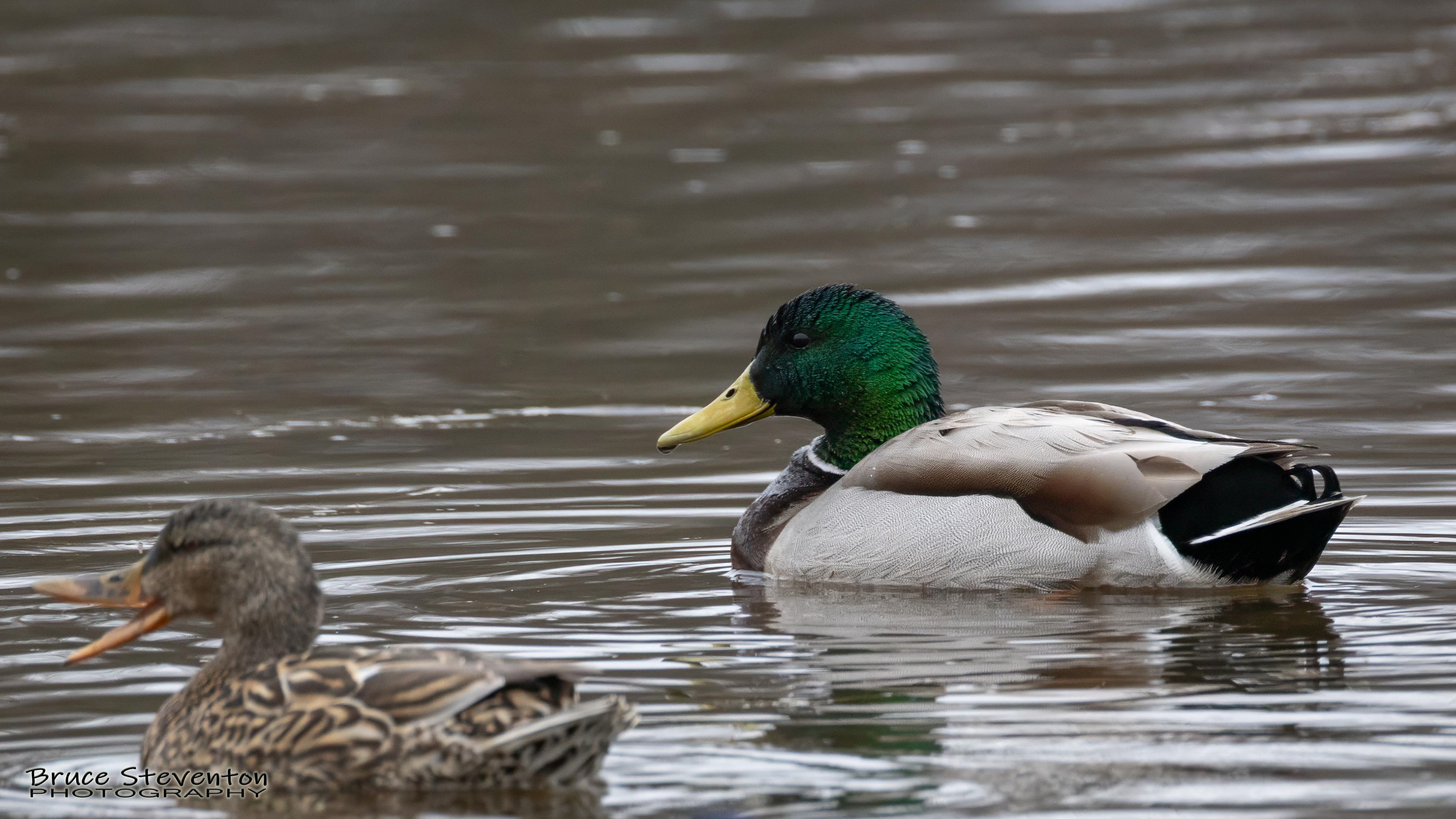 Mallard - Bristol, VT