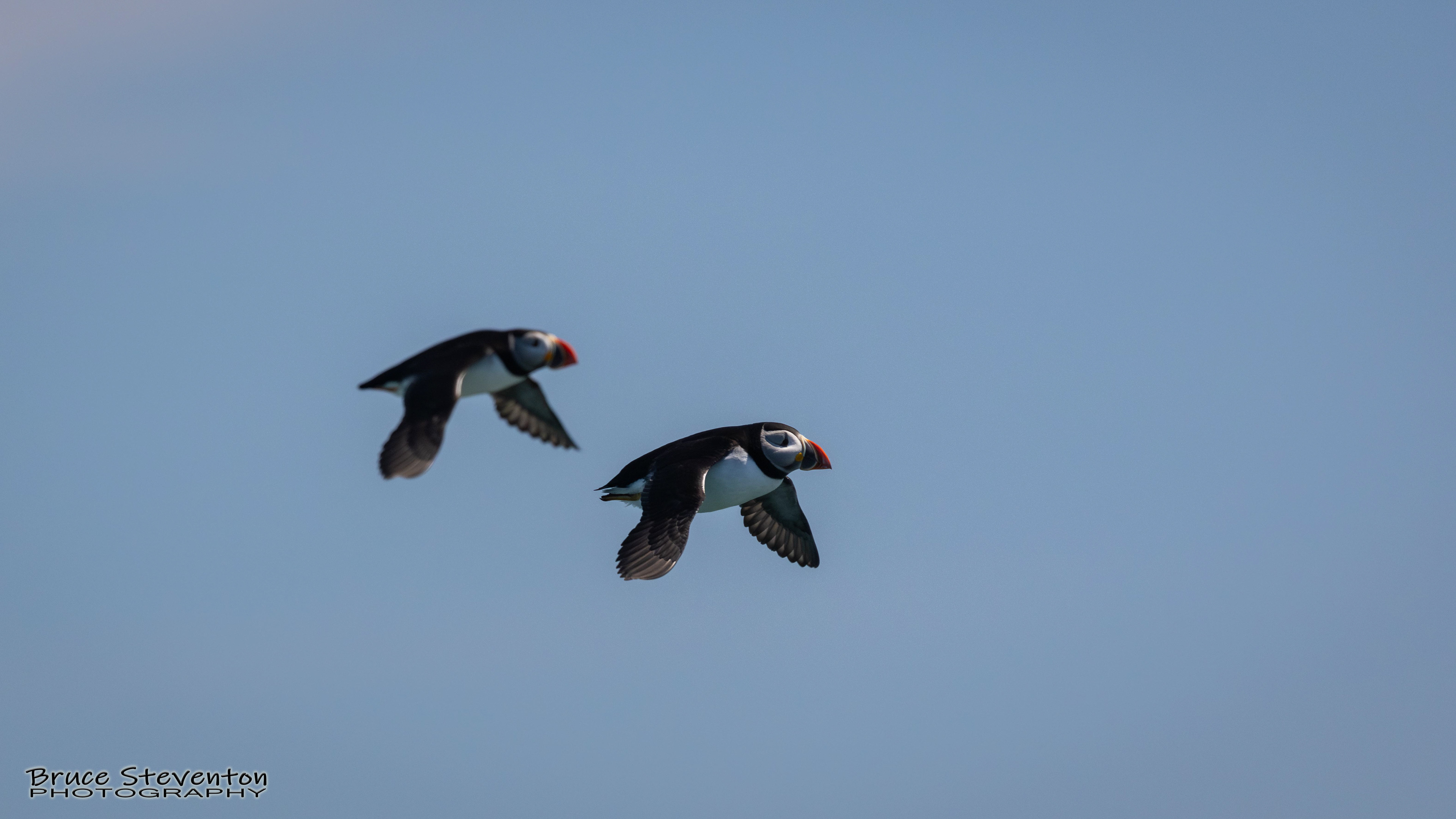 Atlantic Puffin