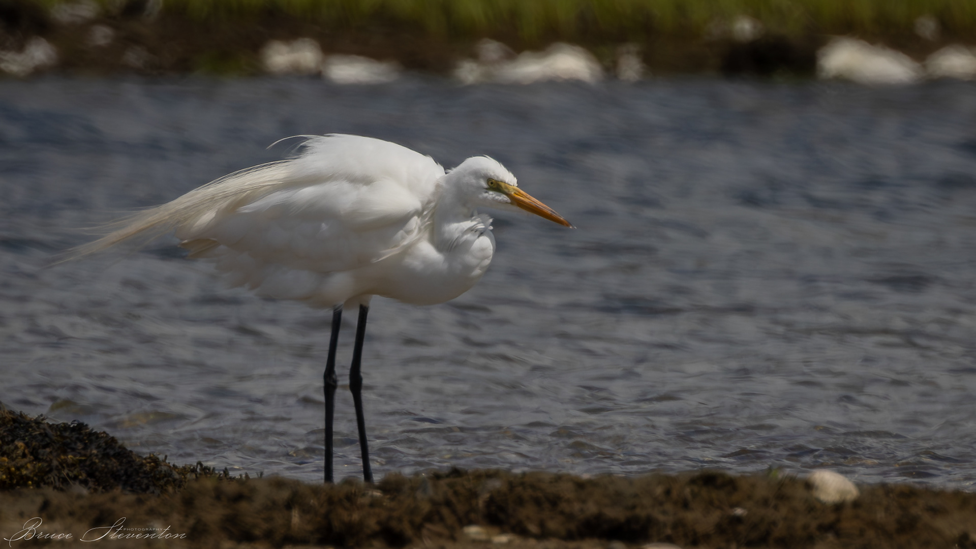 Great Egret