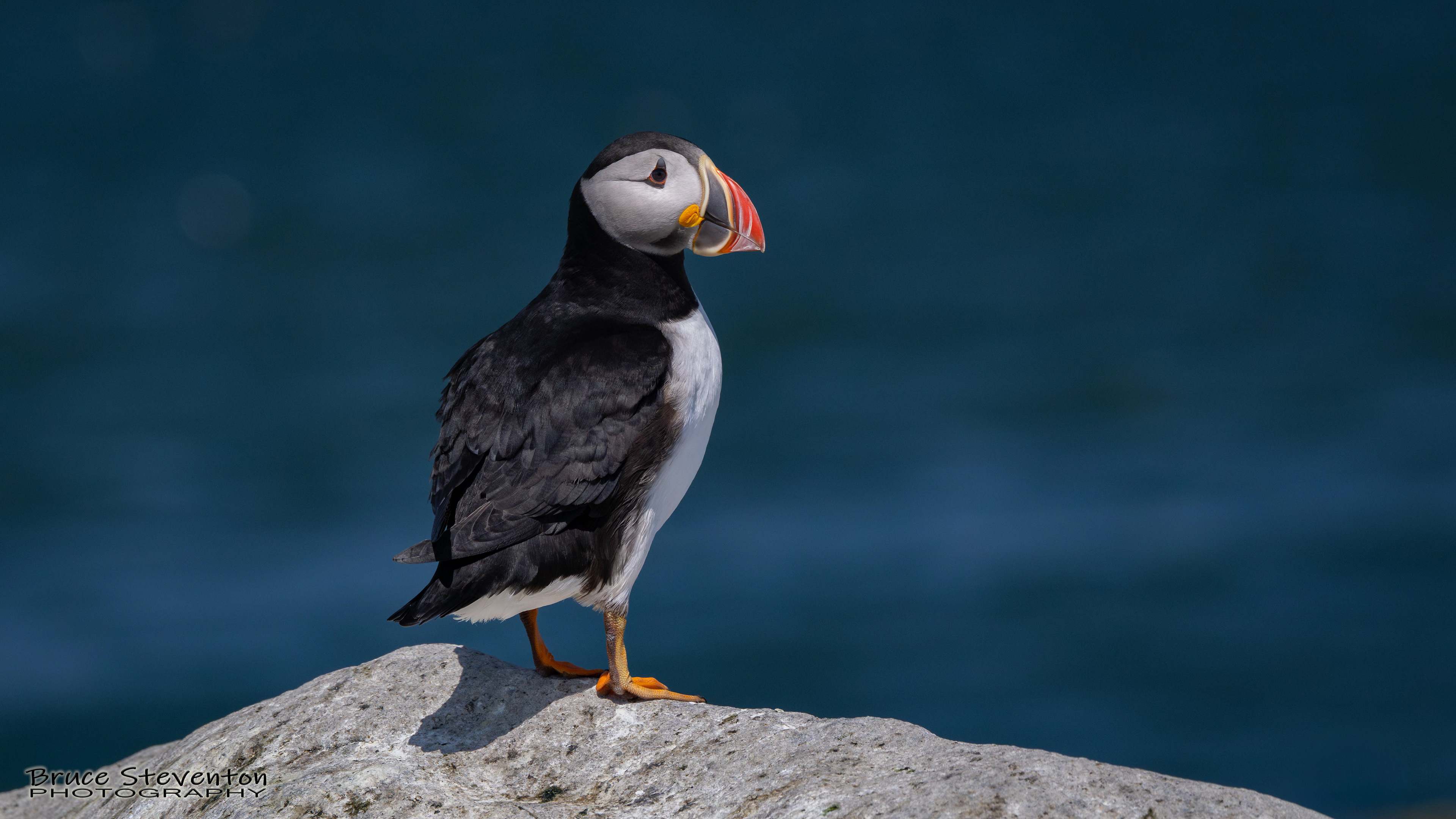 Atlantic Puffin