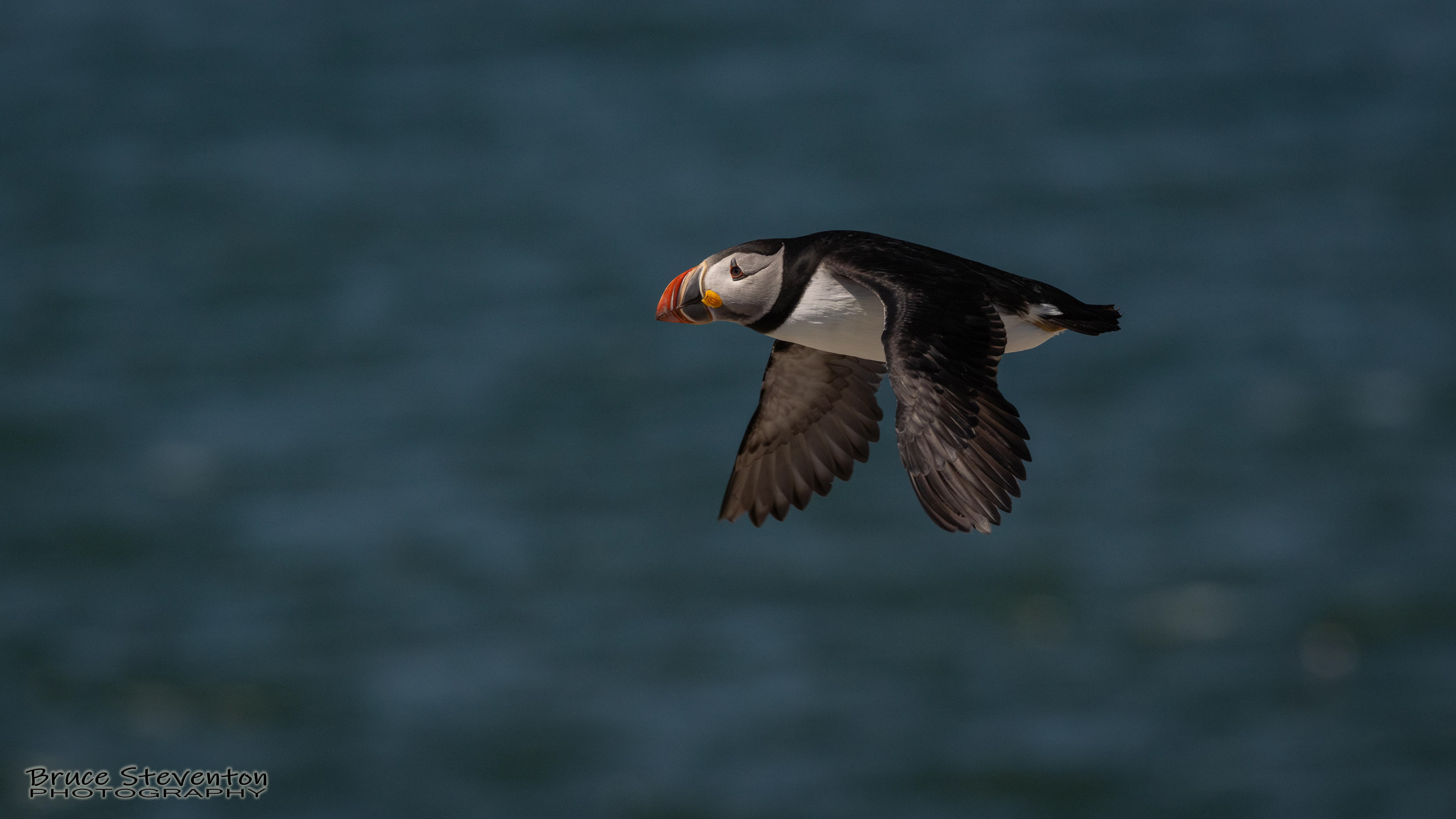 Atlantic Puffin