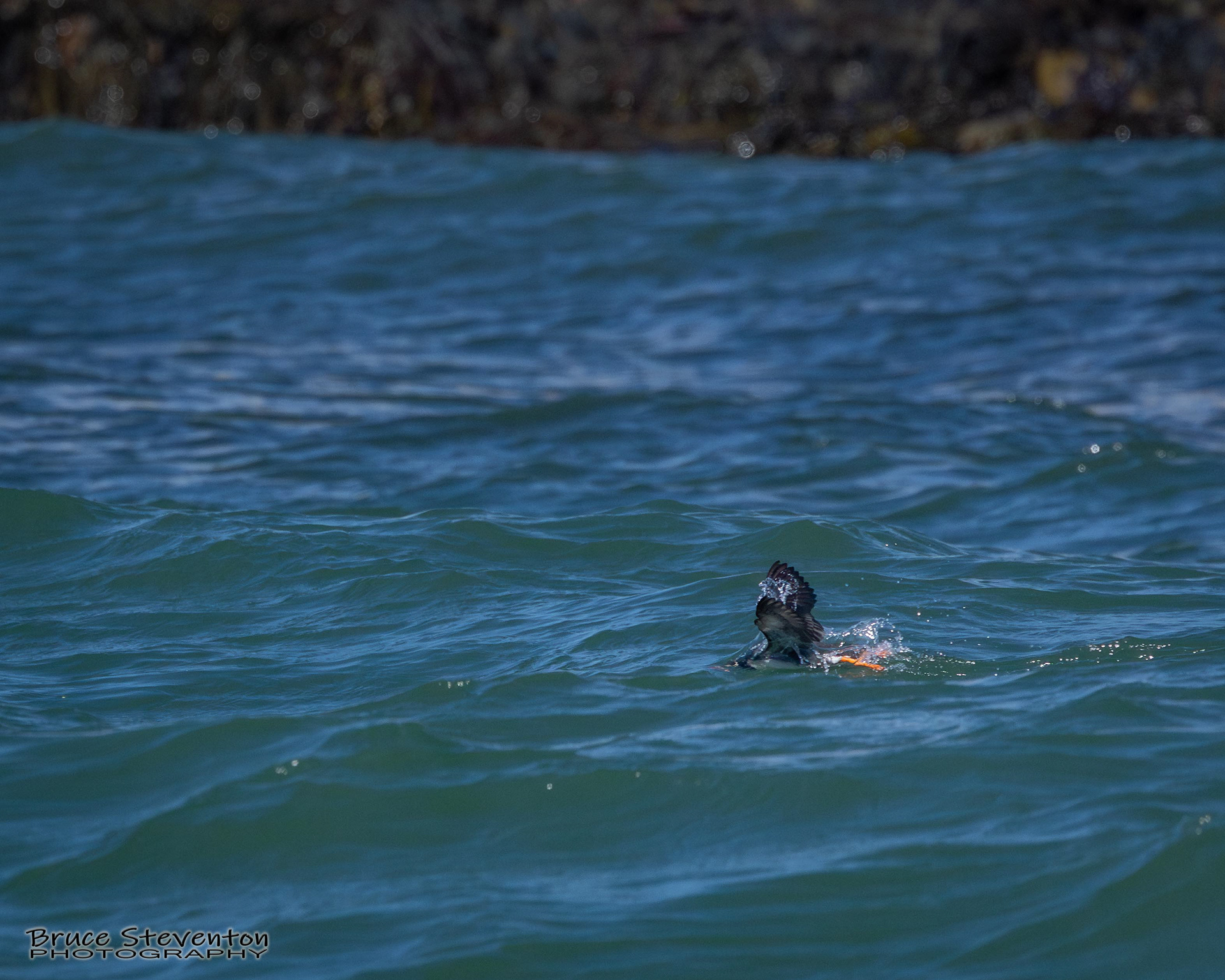 Atlantic Puffin