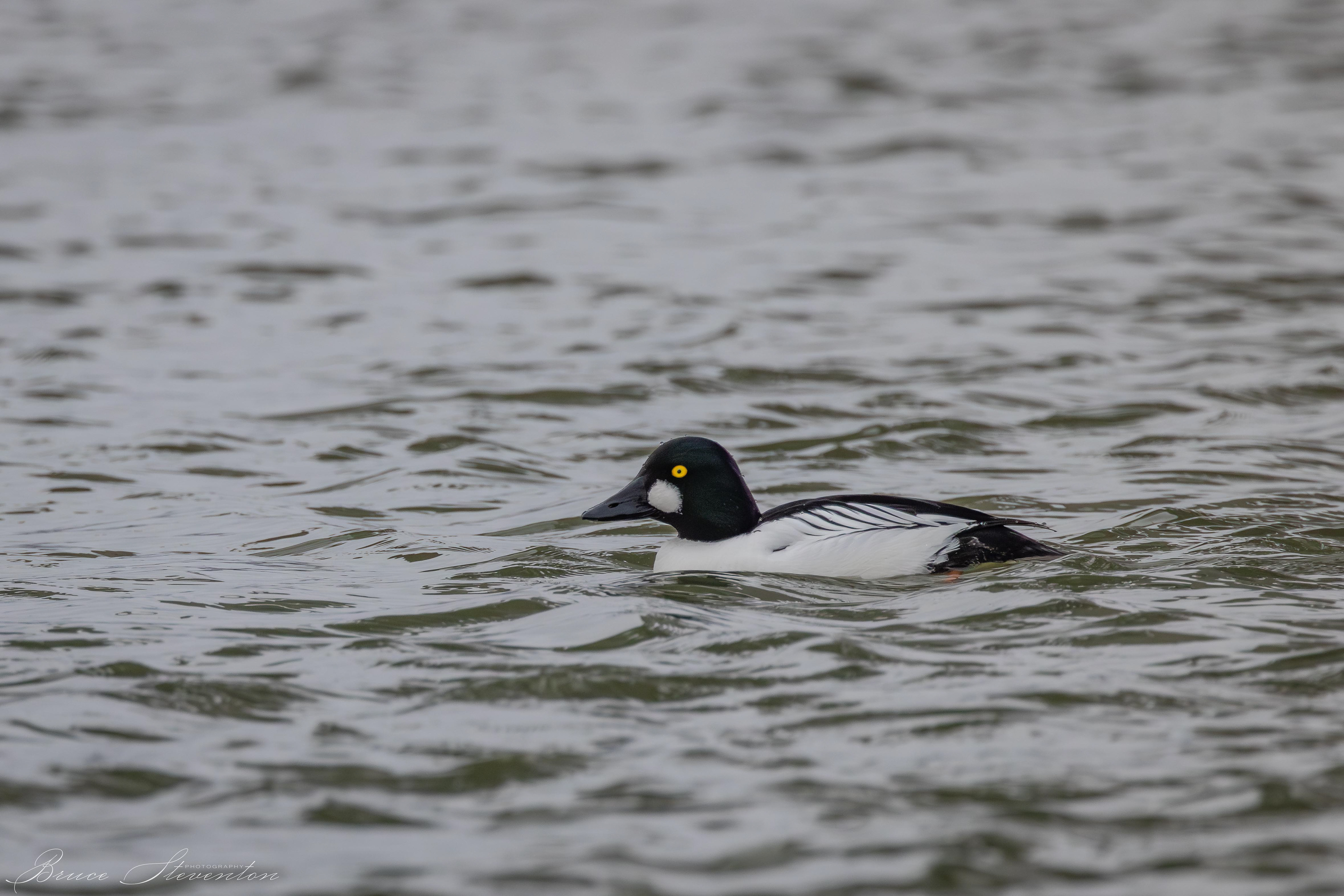 Common Goldeneye (Male)