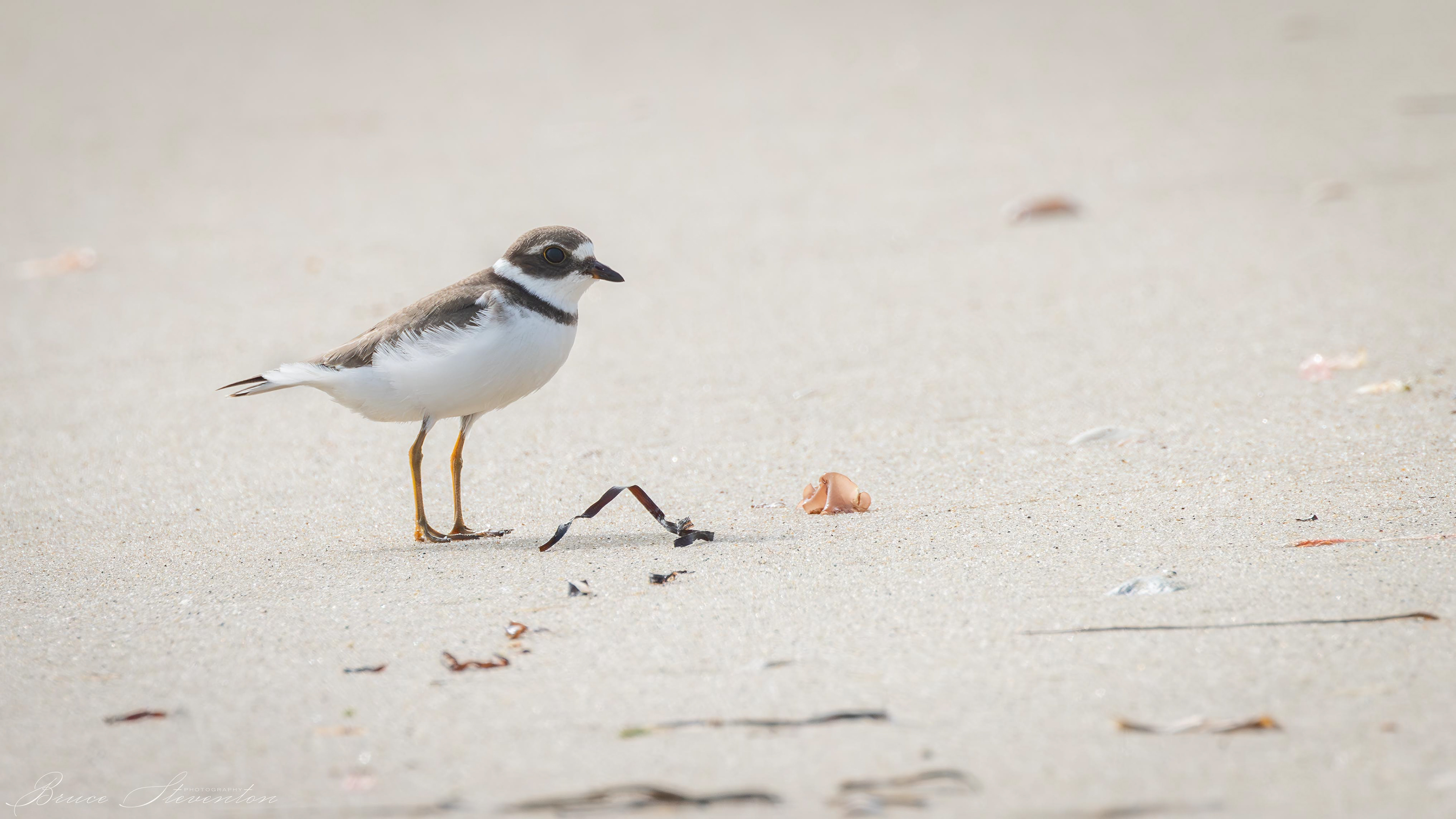 Semipalmated Plover