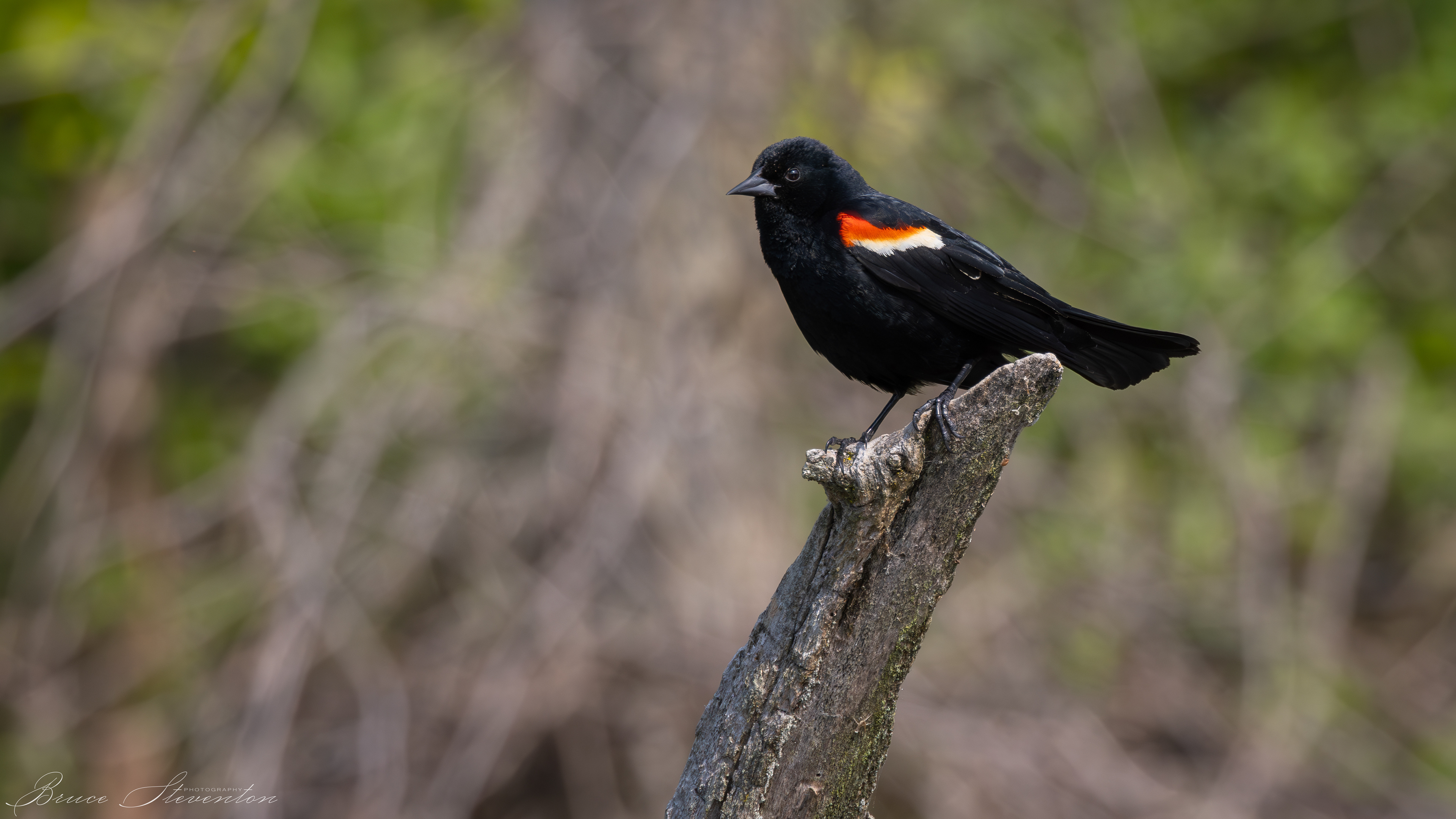 Red-winged Blackbird - Male