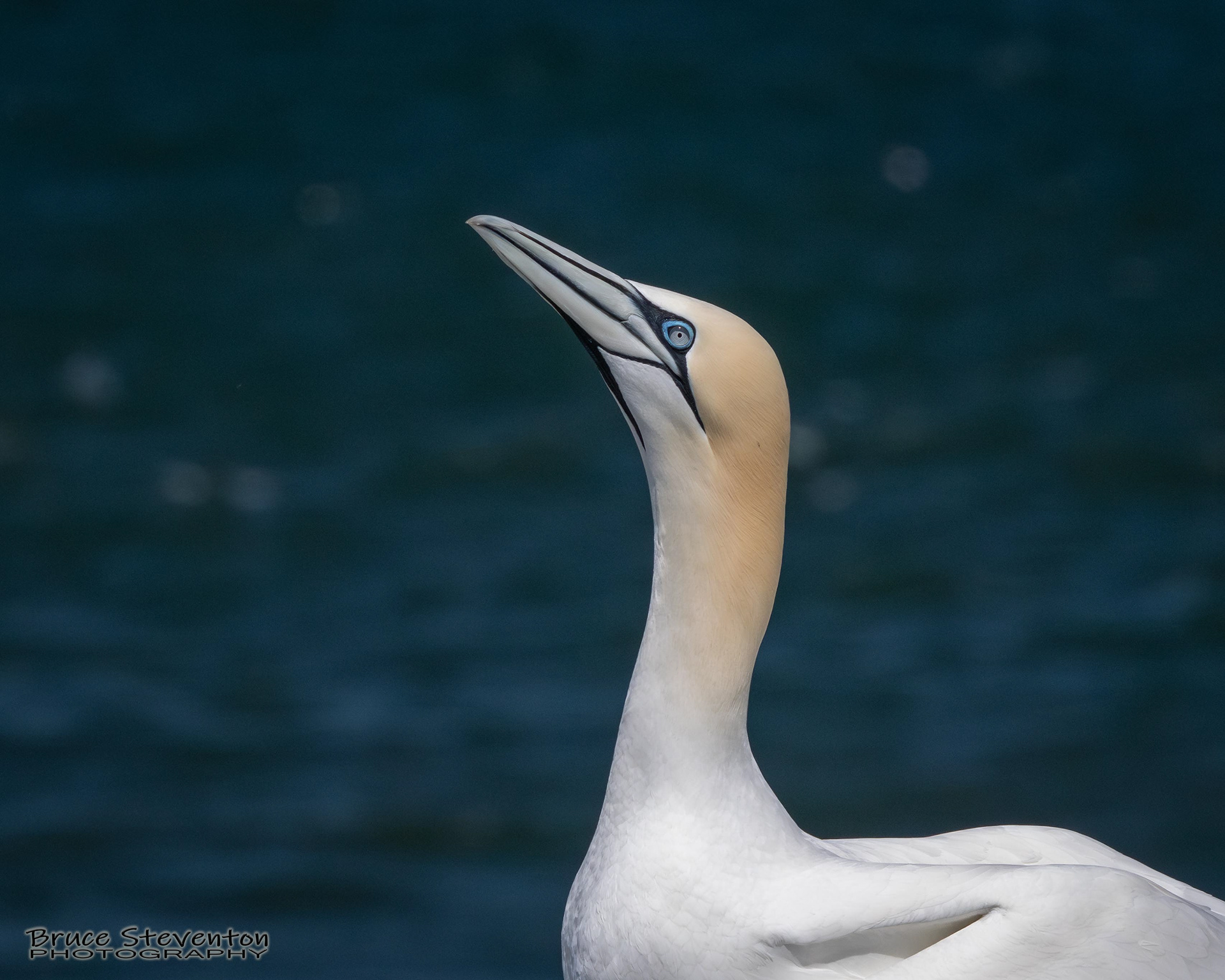 Northern Gannet
