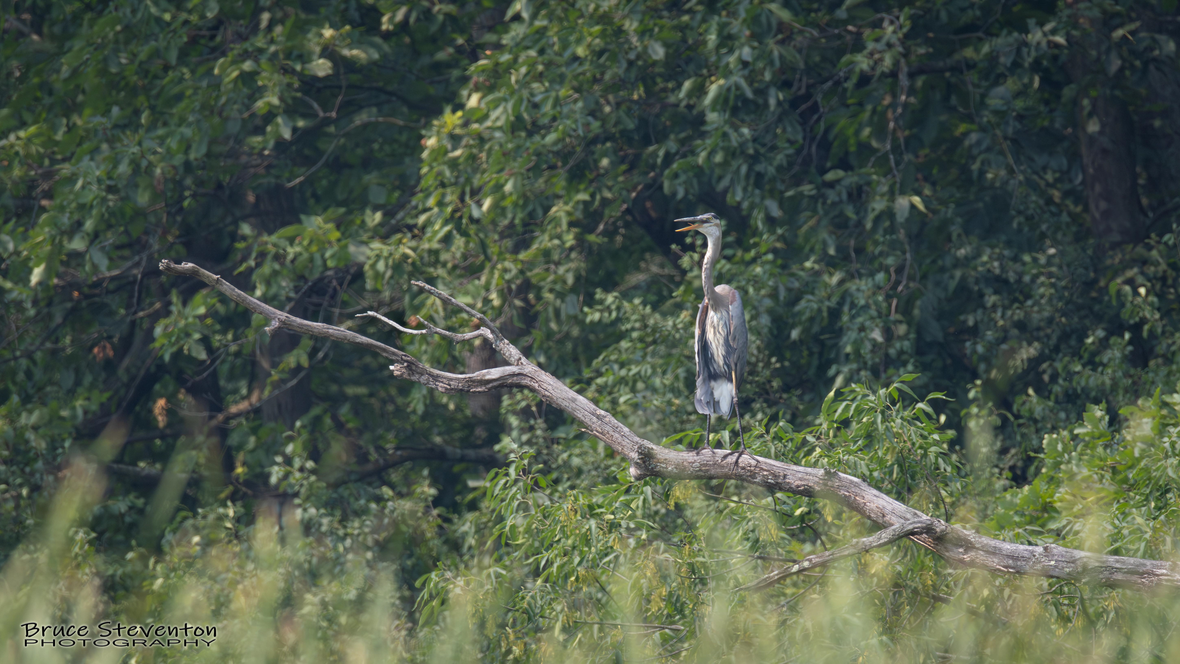 Great Blue Heron