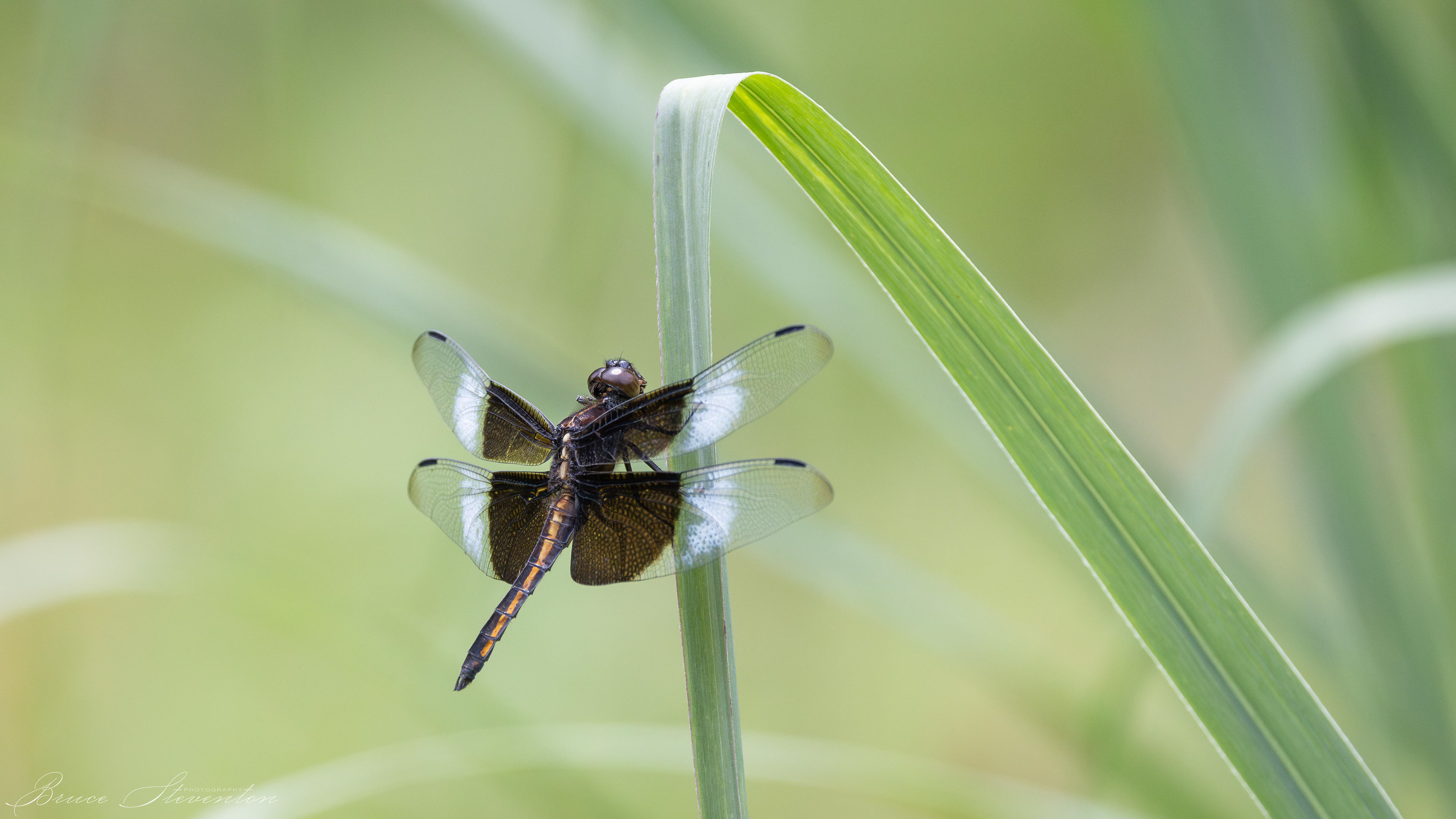 Widow Skimmer (F) - Stone Mt Park