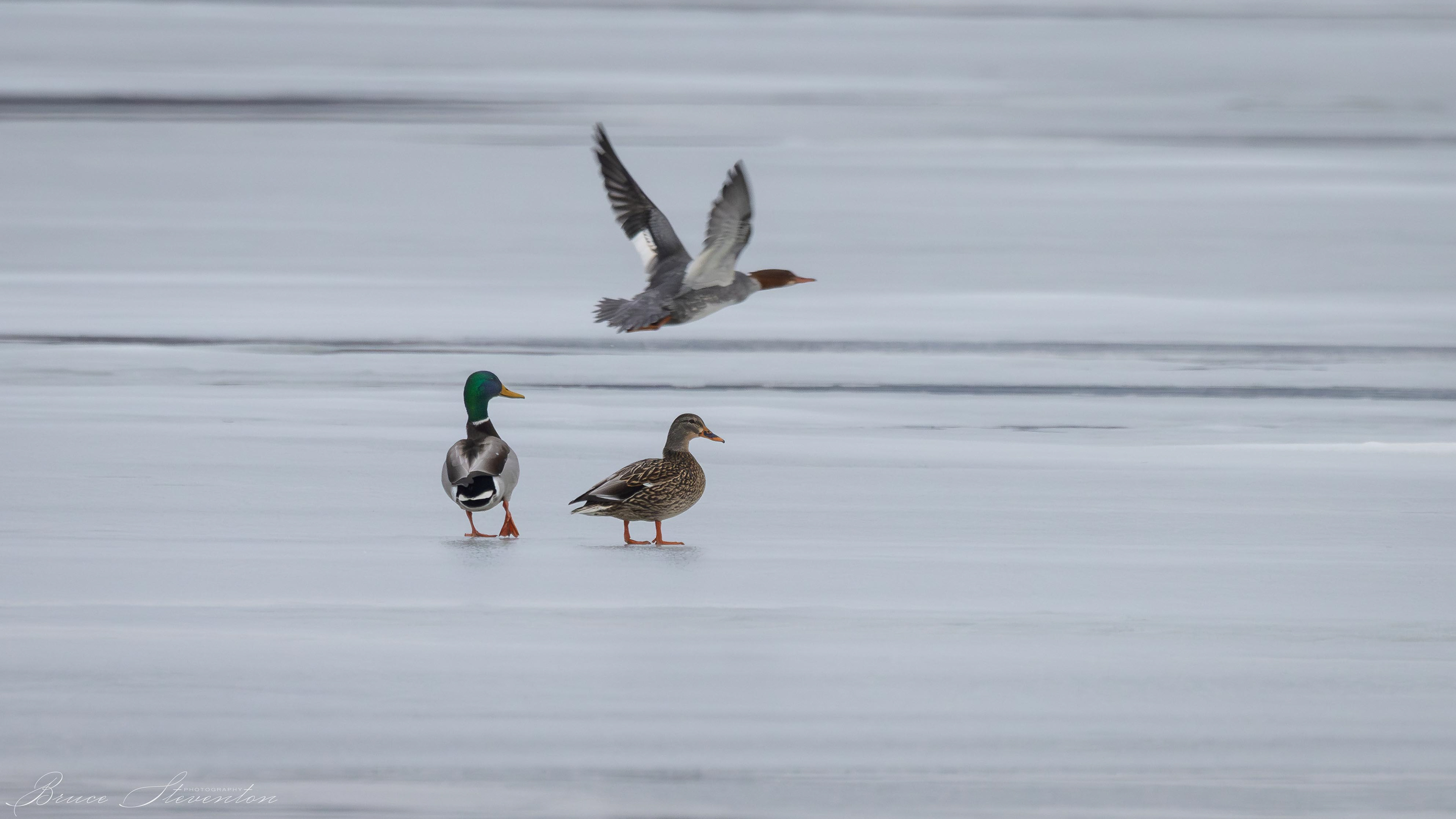 Mallard Ducks with Merganser photobomber