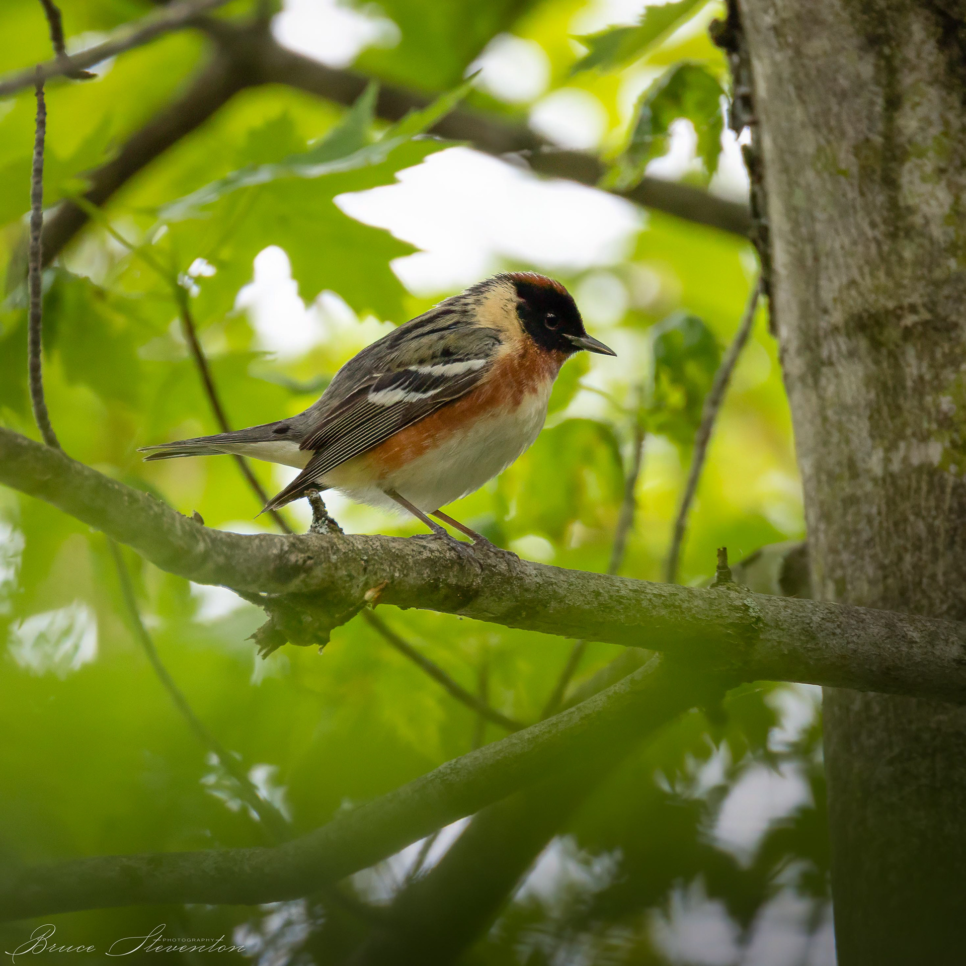Bay-breasted Warbler