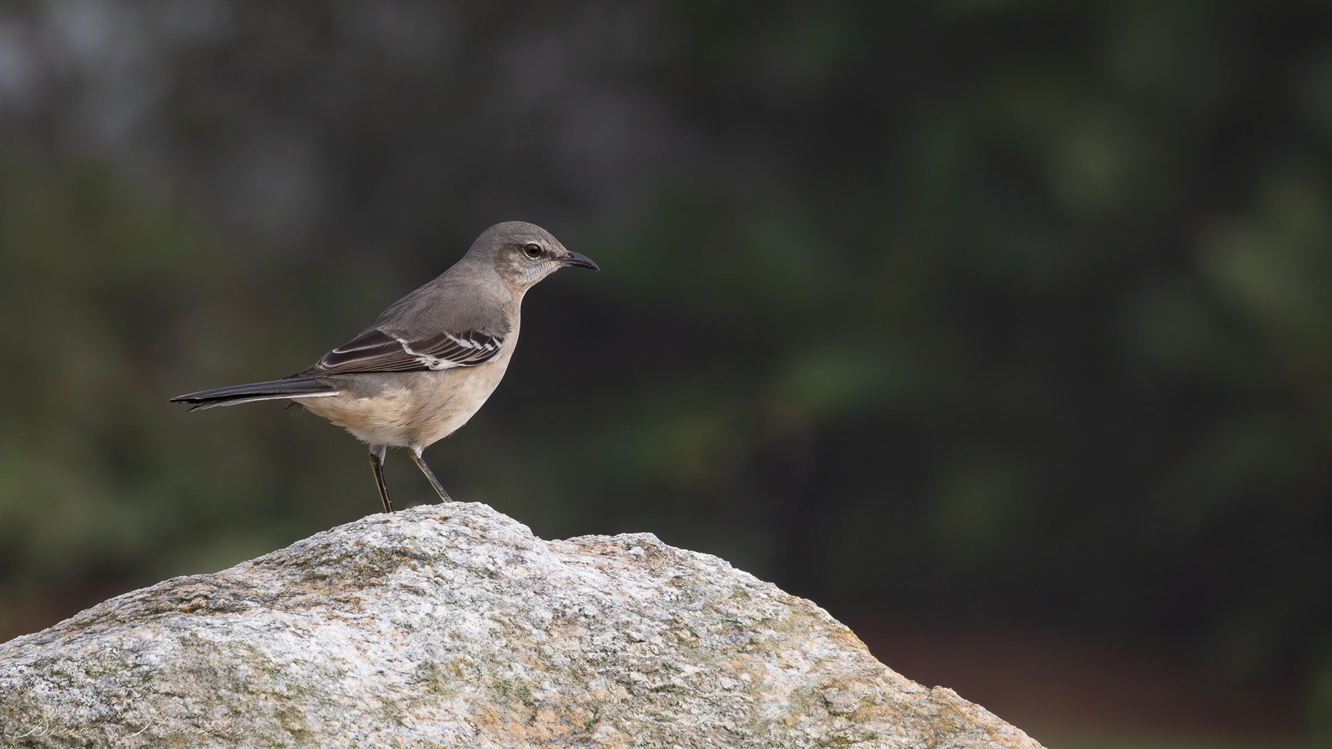 Mockingbird
