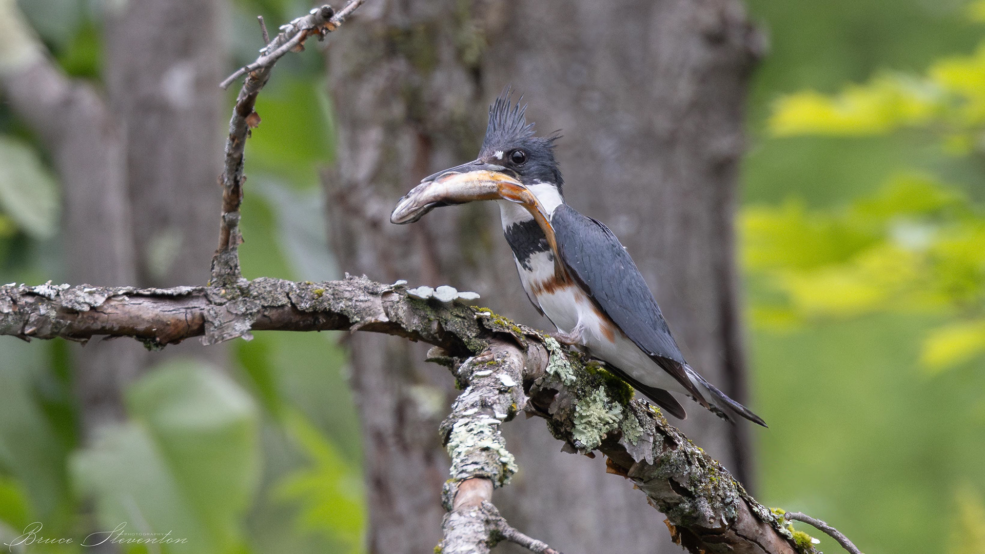 Belted Kingfisher with a brook trout