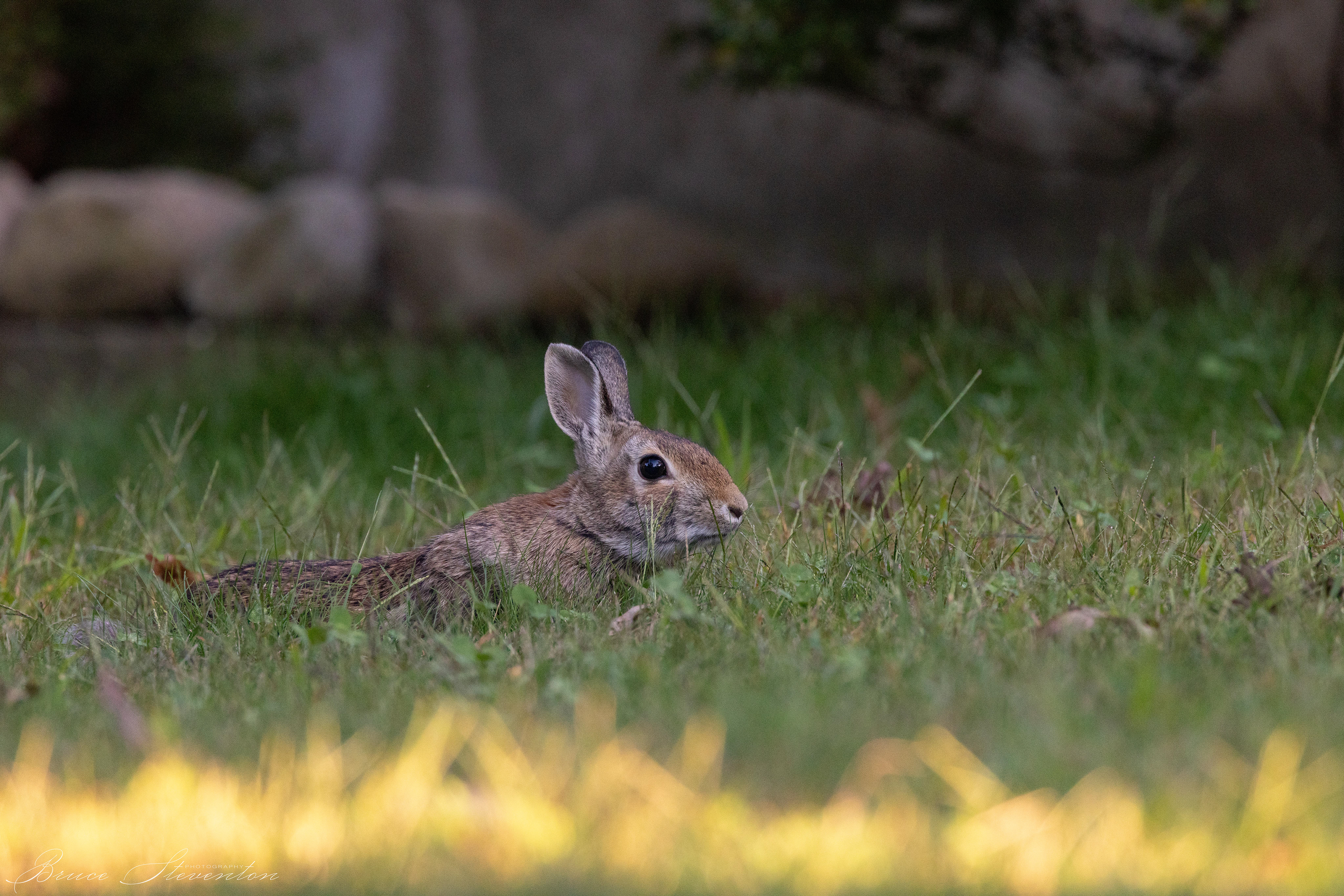 Cottontail Rabbit