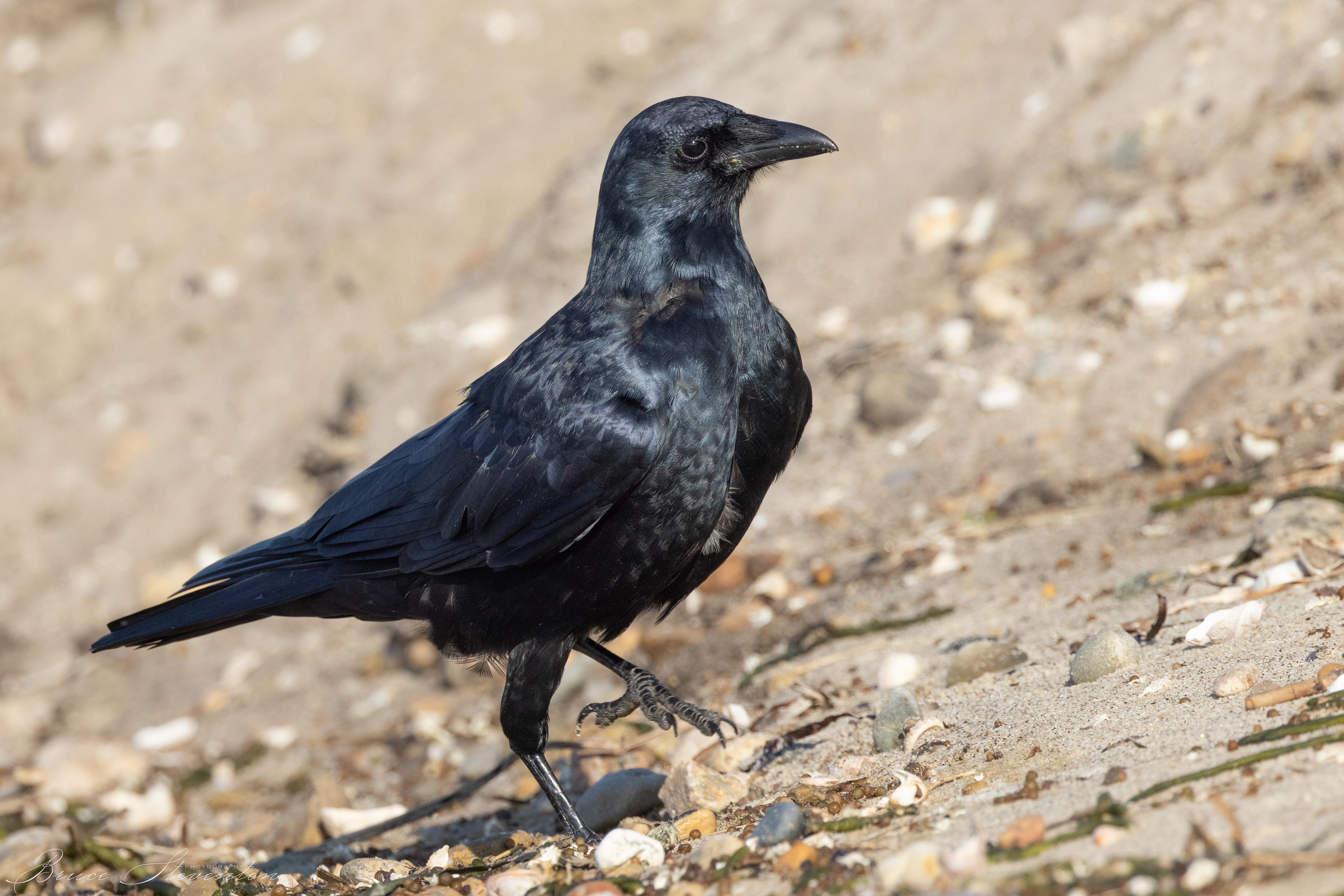 Fish Crow