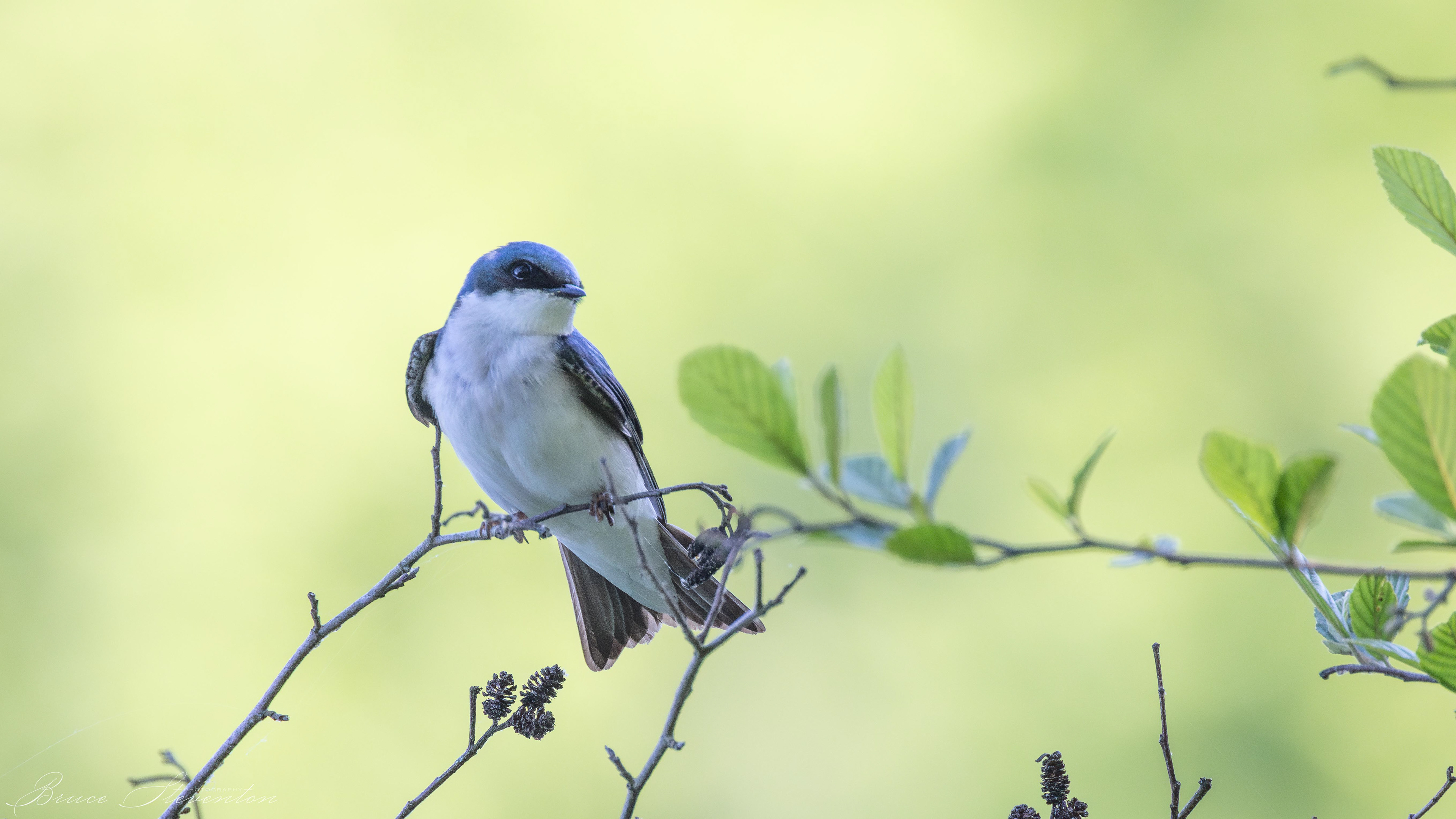 Tree Swallow - Charles D Owen Park
