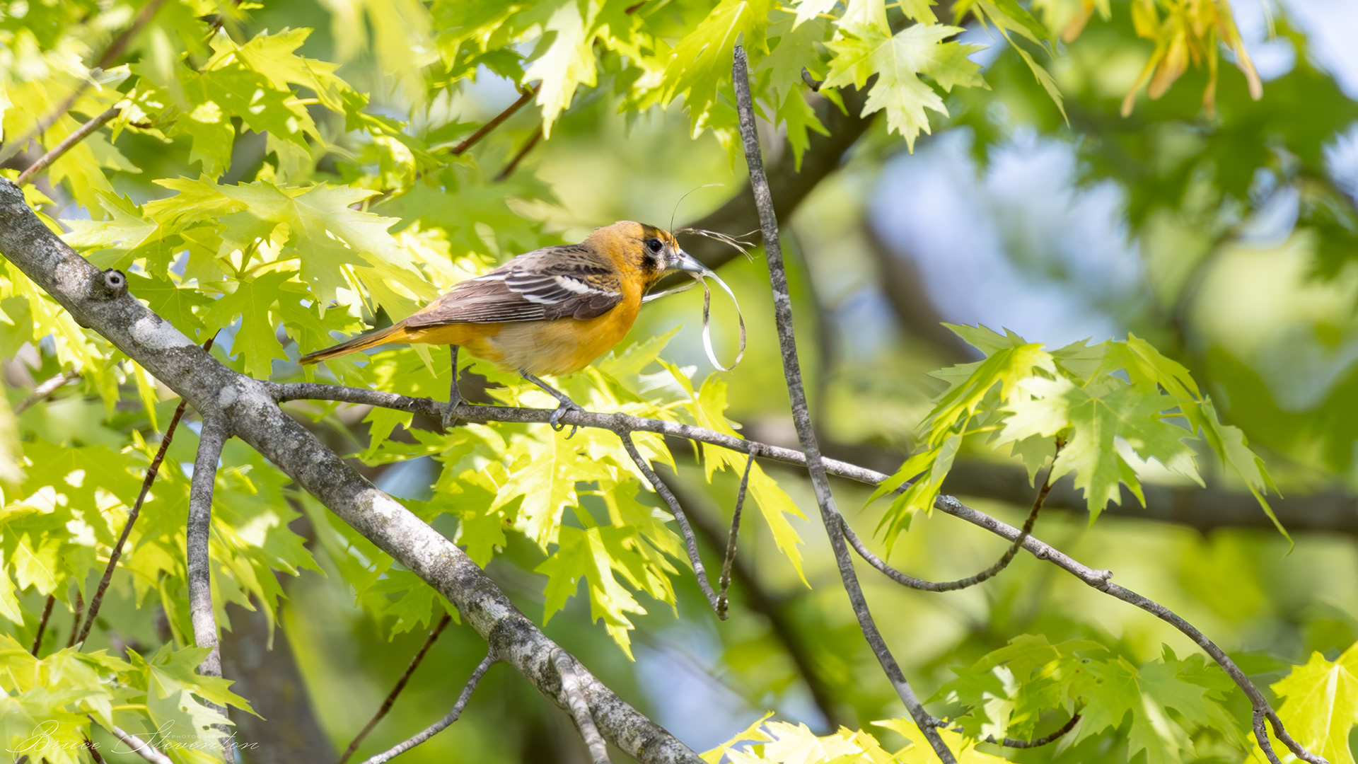Baltimore Oriole (F); gathering material for weaving a hanging basket nest