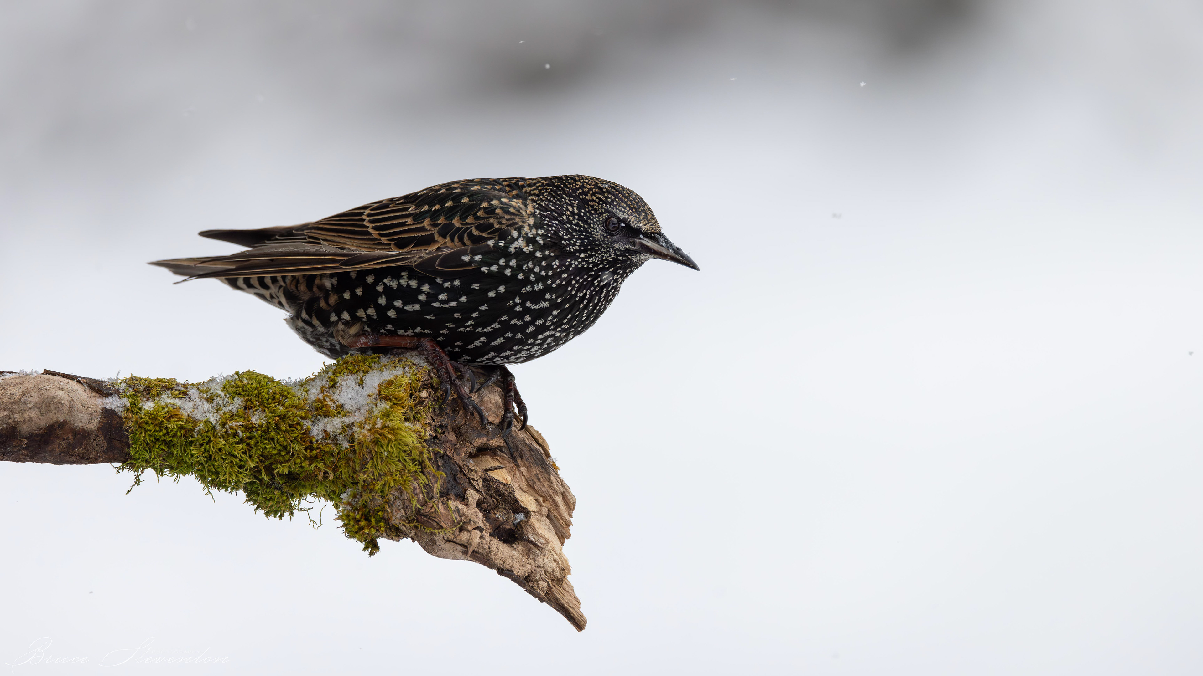 European Starling