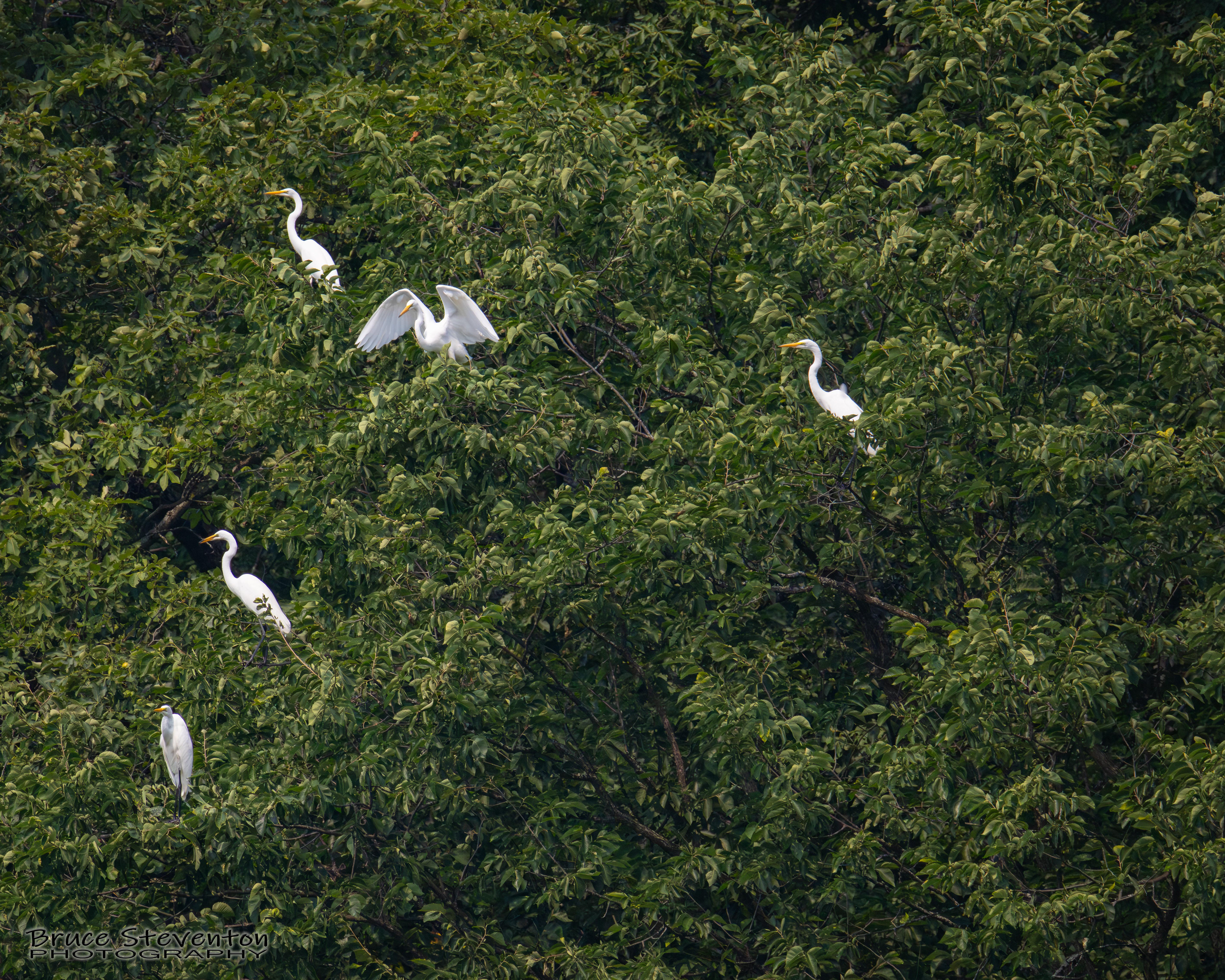 Great Egret