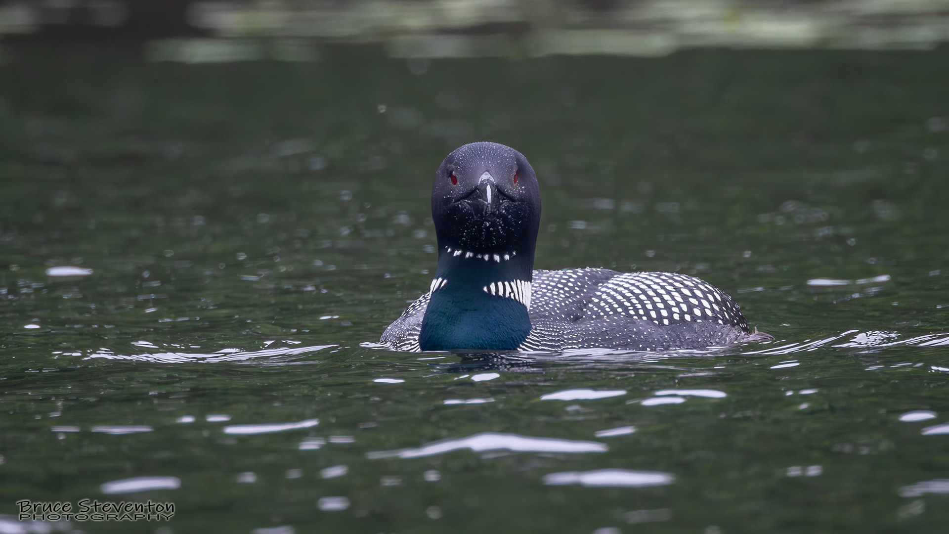 Common Loon - West Gardiner, ME