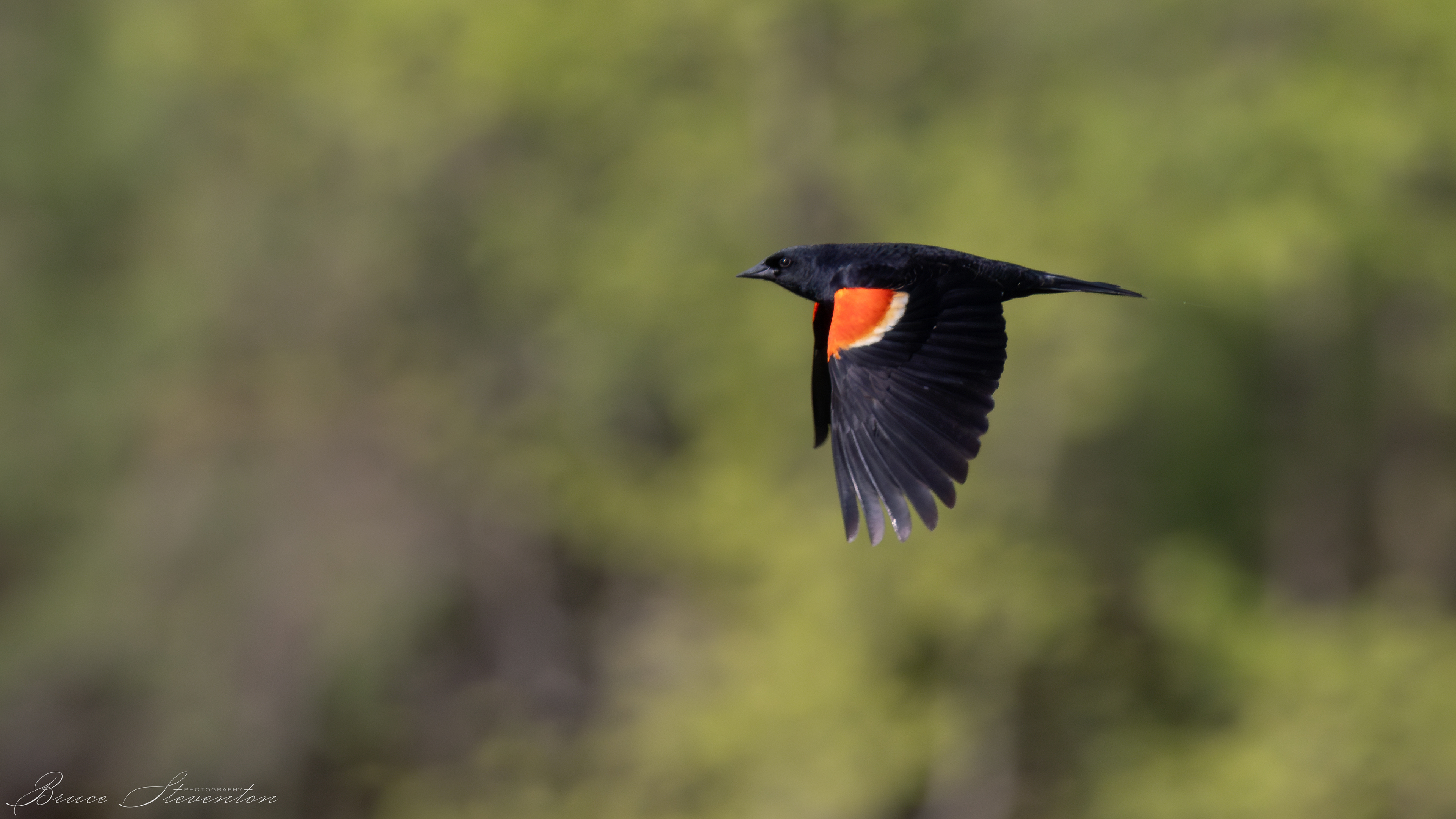 Red-winged Blackbird (M); In spring, bird plumage is at its brightest.