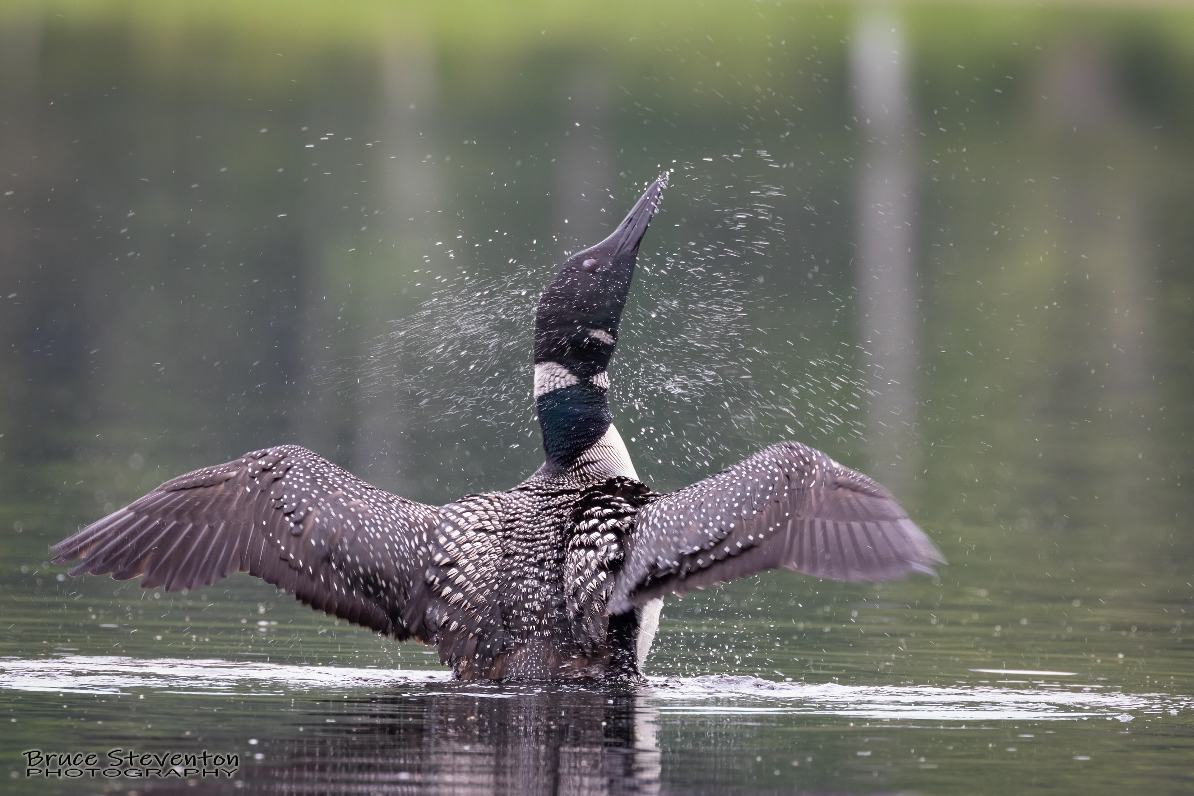 Common Loon - West Gardiner, ME