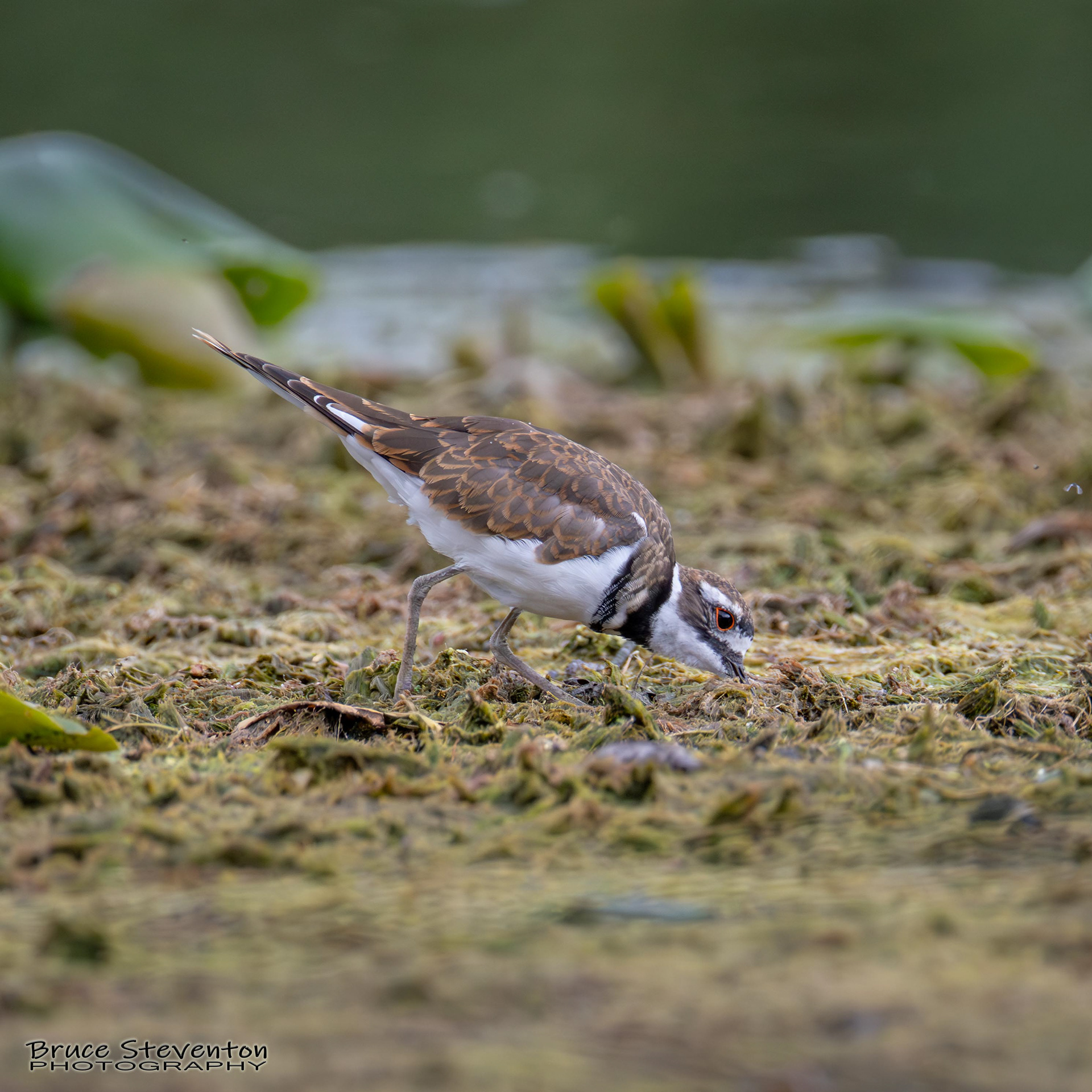 Killdeer