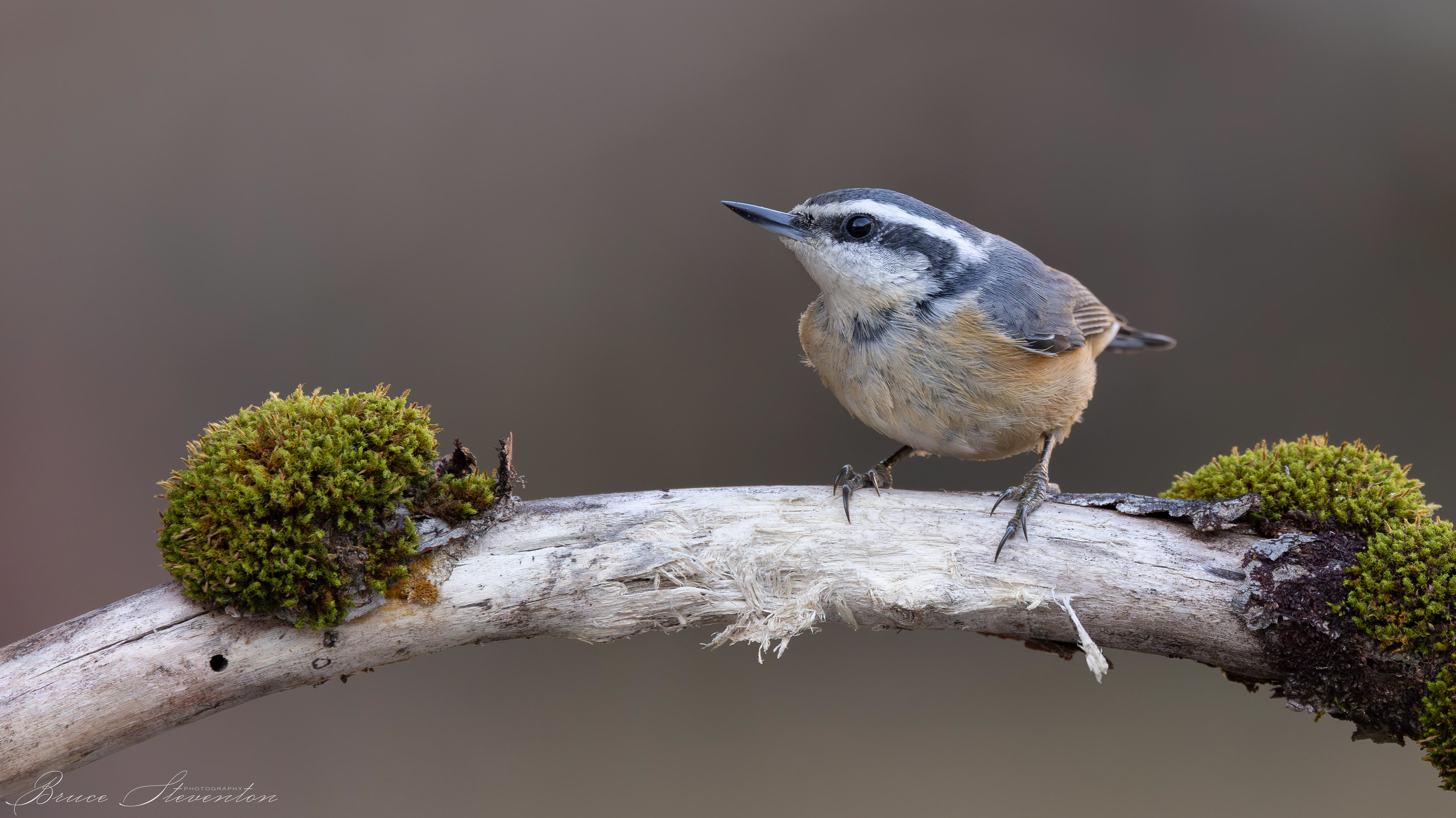 Red-breasted Nuthatch