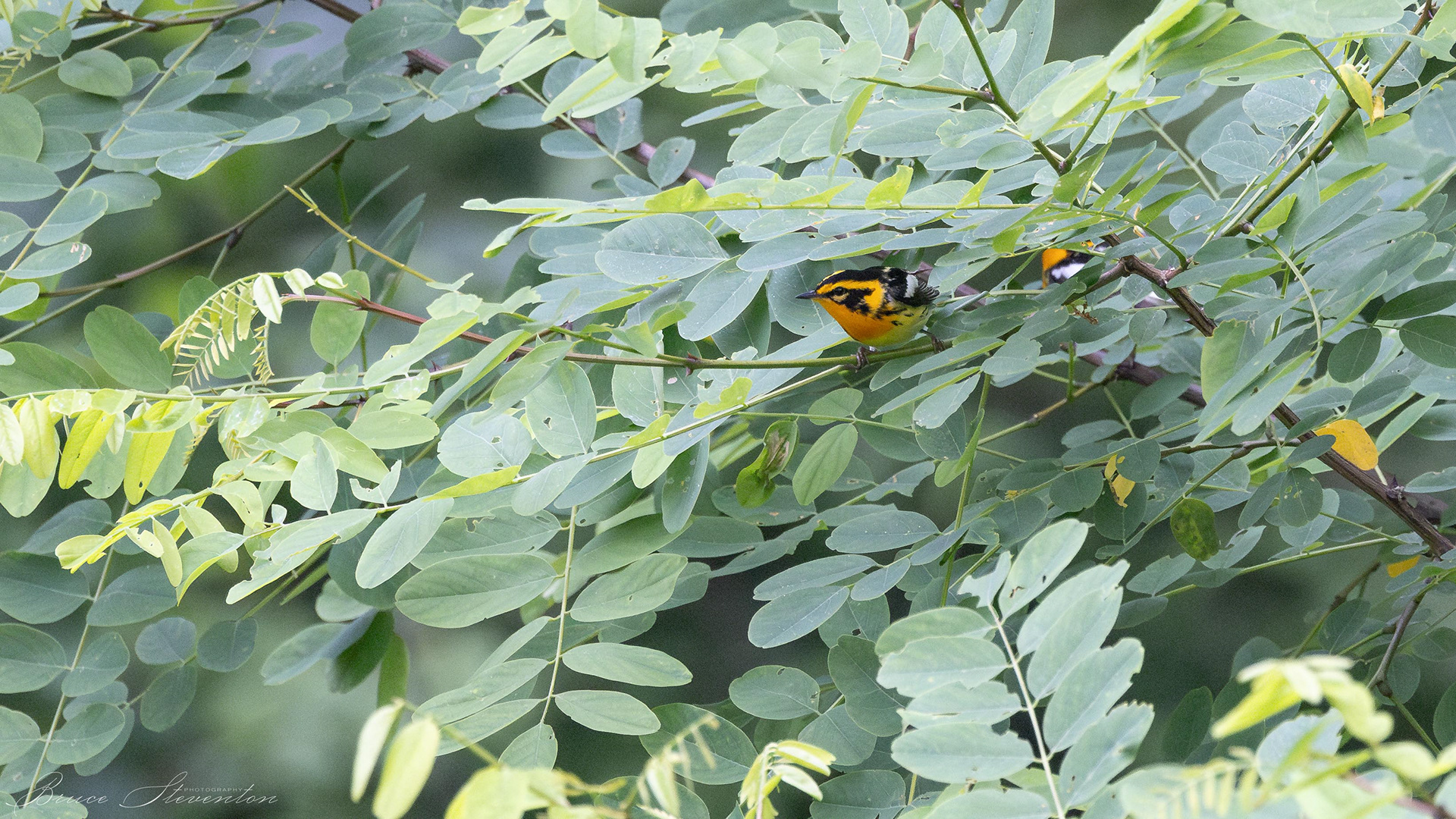 Blackburnian Warbler - Blue Ridge Parkway
